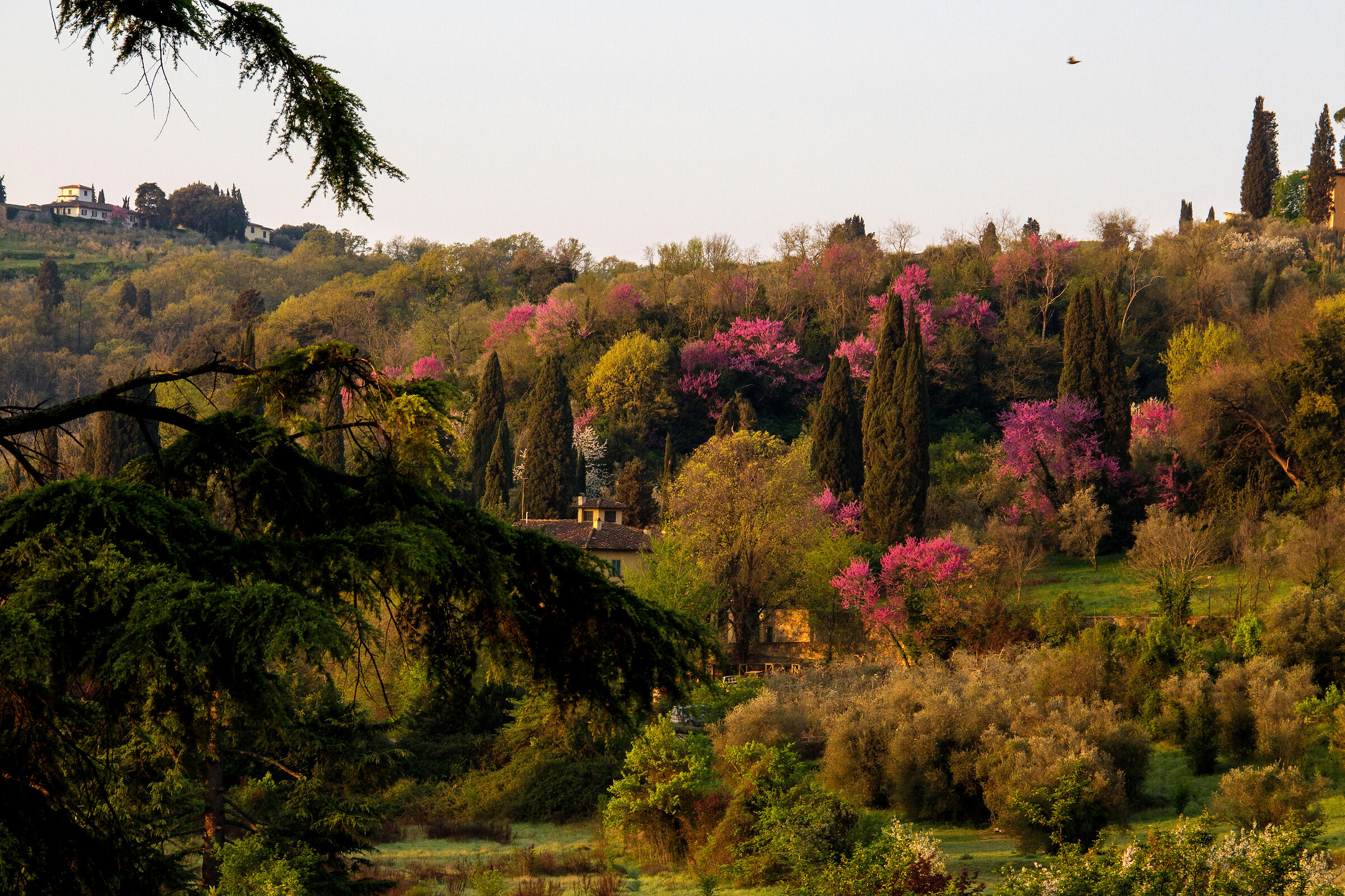 Fioritura primaverile di alberi di Giuda