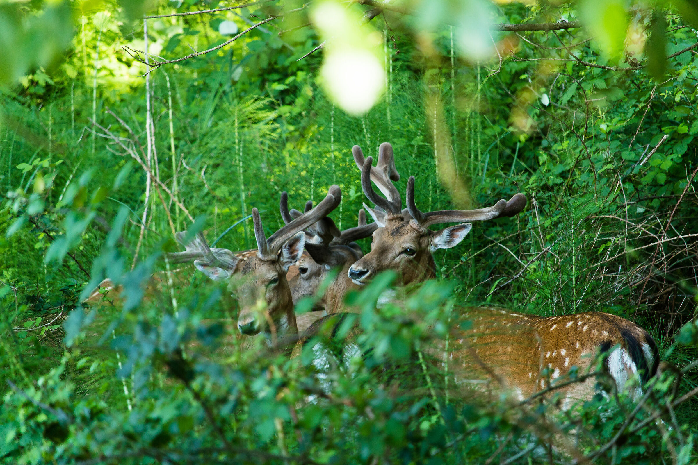Un dolce assembramento