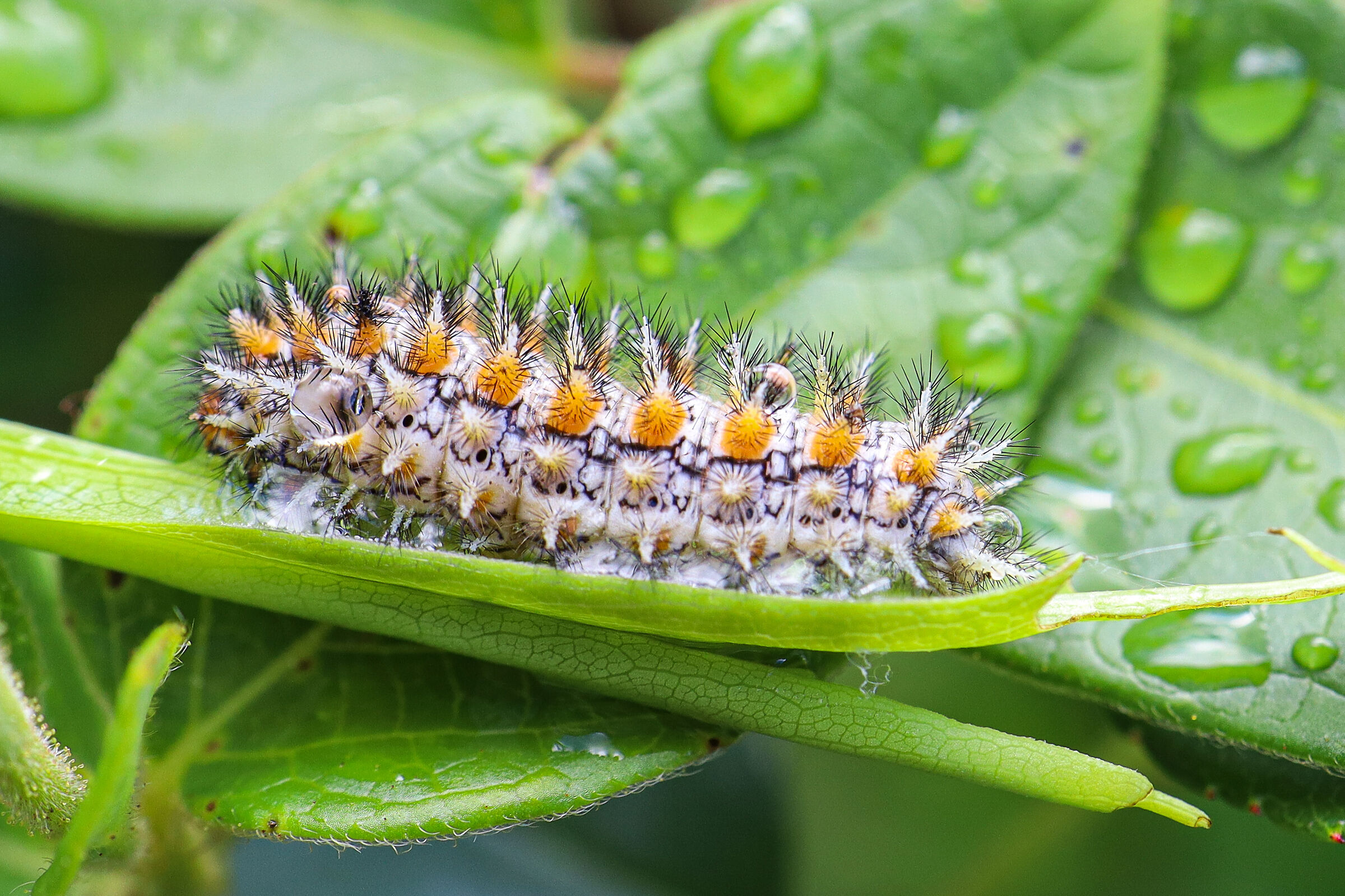 Caterpillar