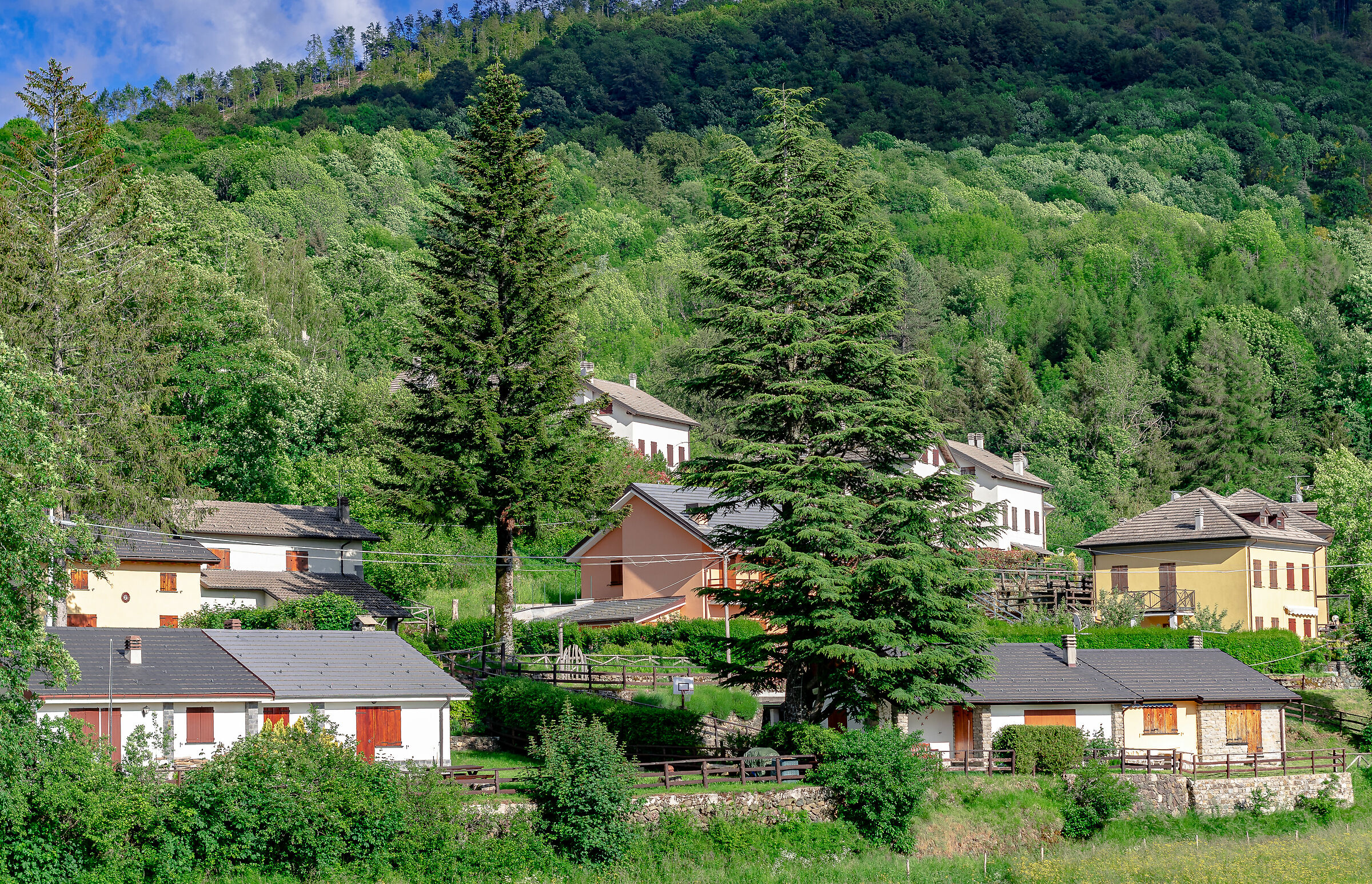 Houses in the Ligurian green