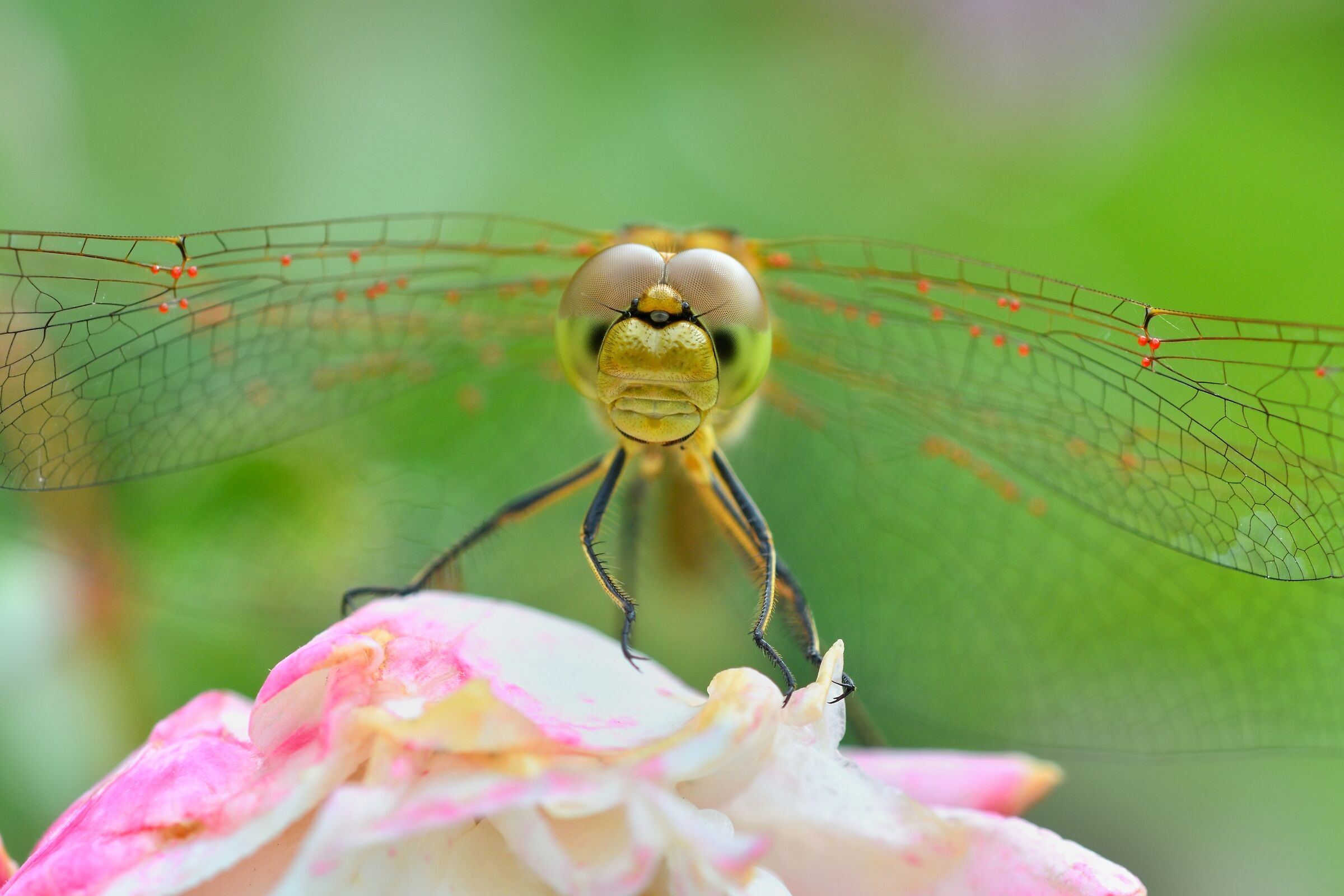 close up by Sympetrum