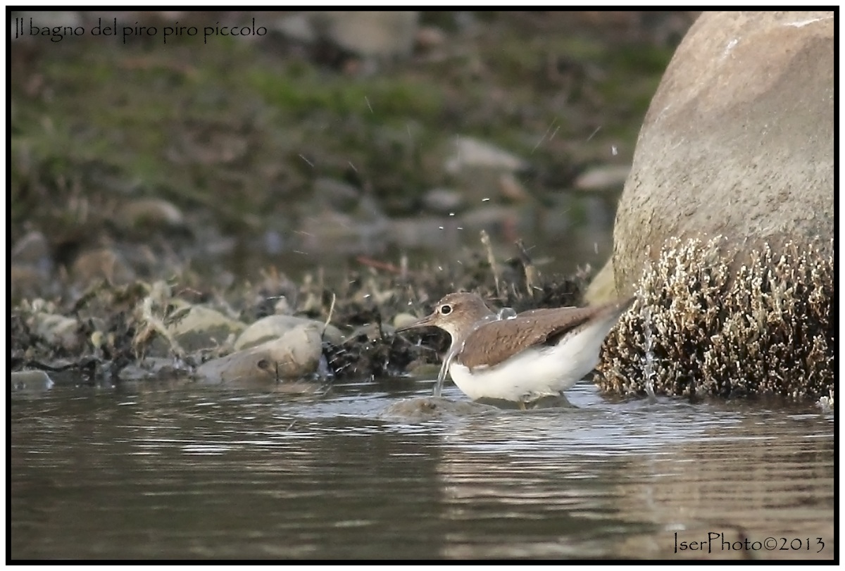 Il bagno del piro piro piccolo