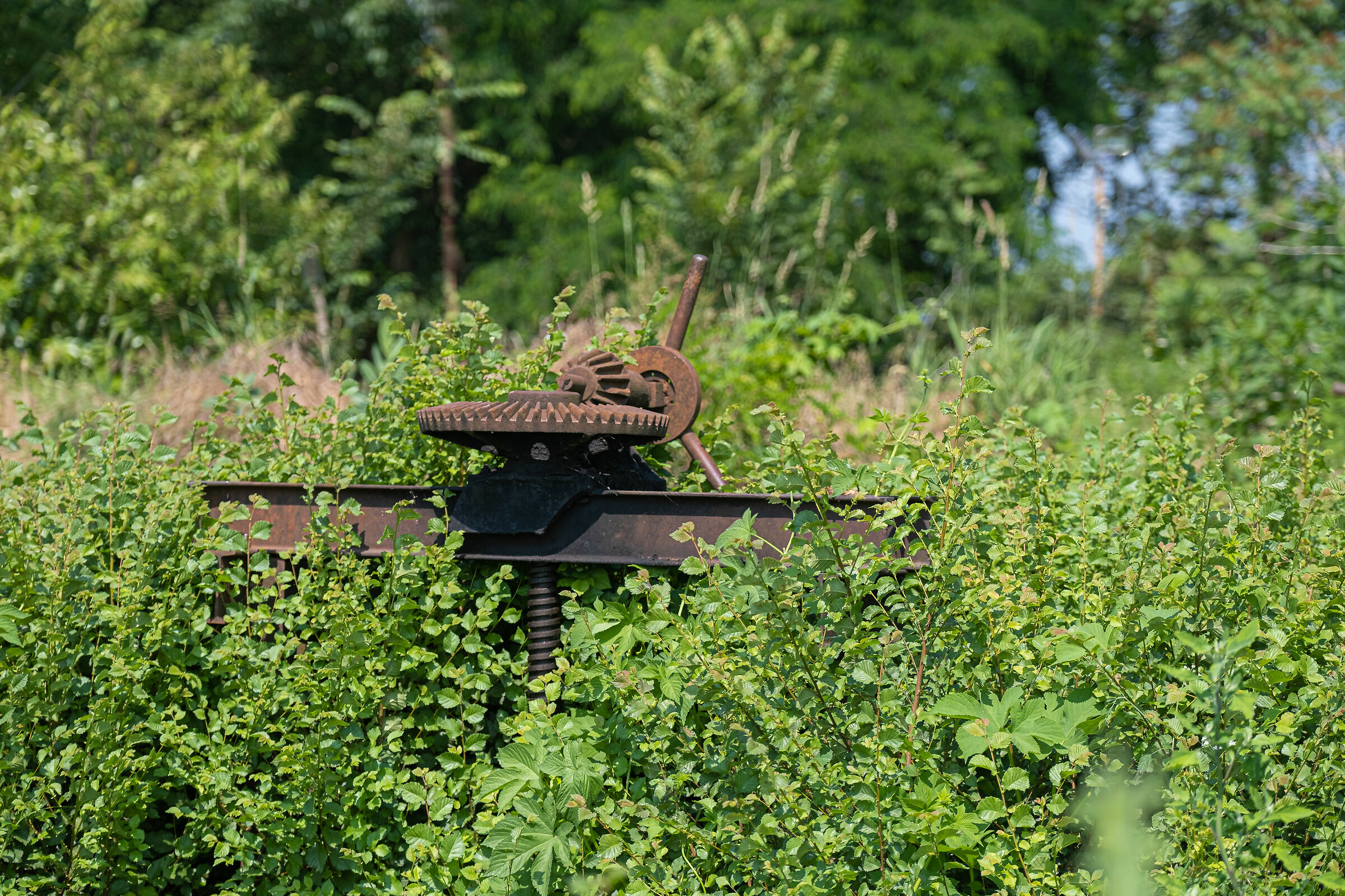 la natura riprende il suo posto