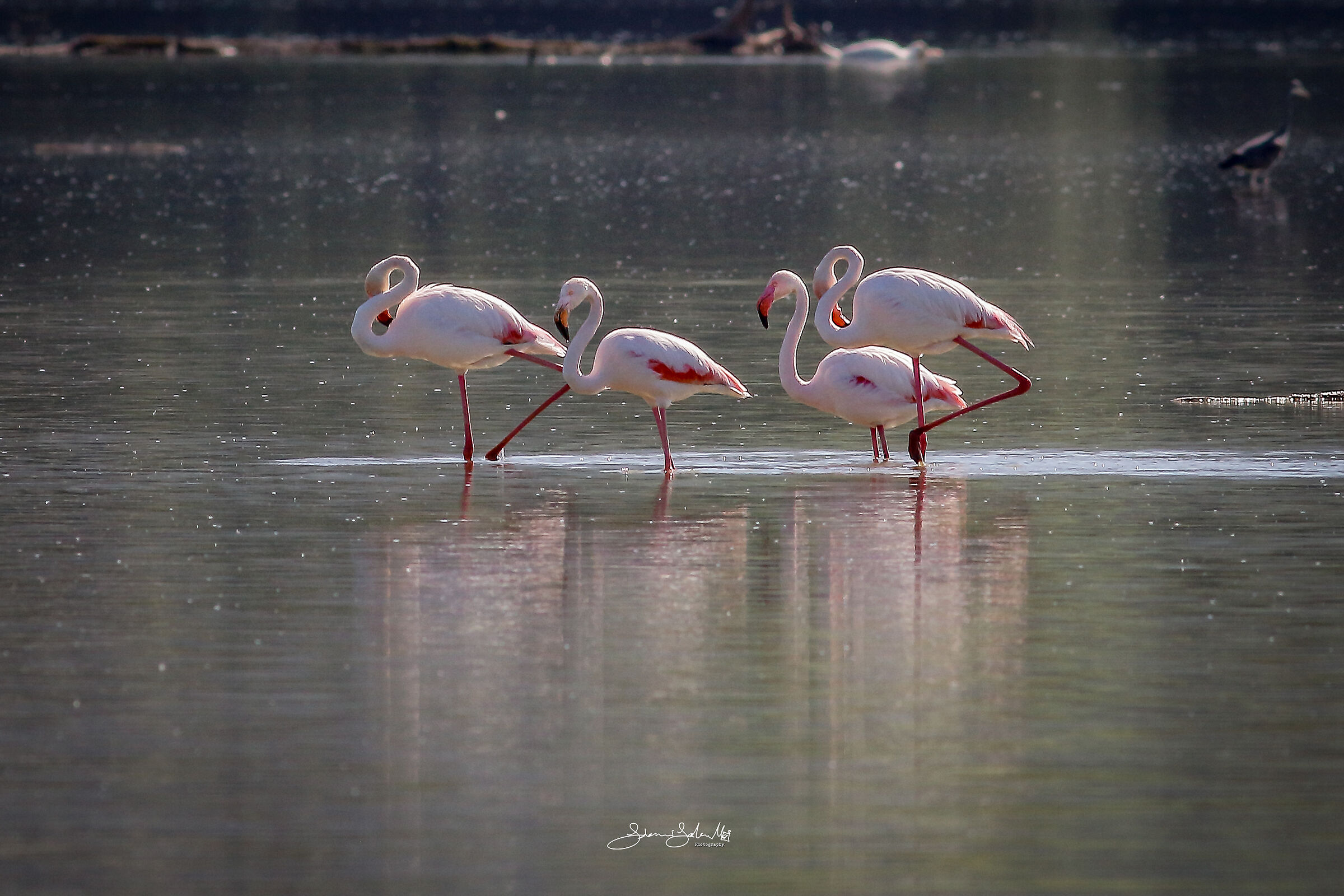 Up & down (Phoenicopterus roseus, Pallas,1811)