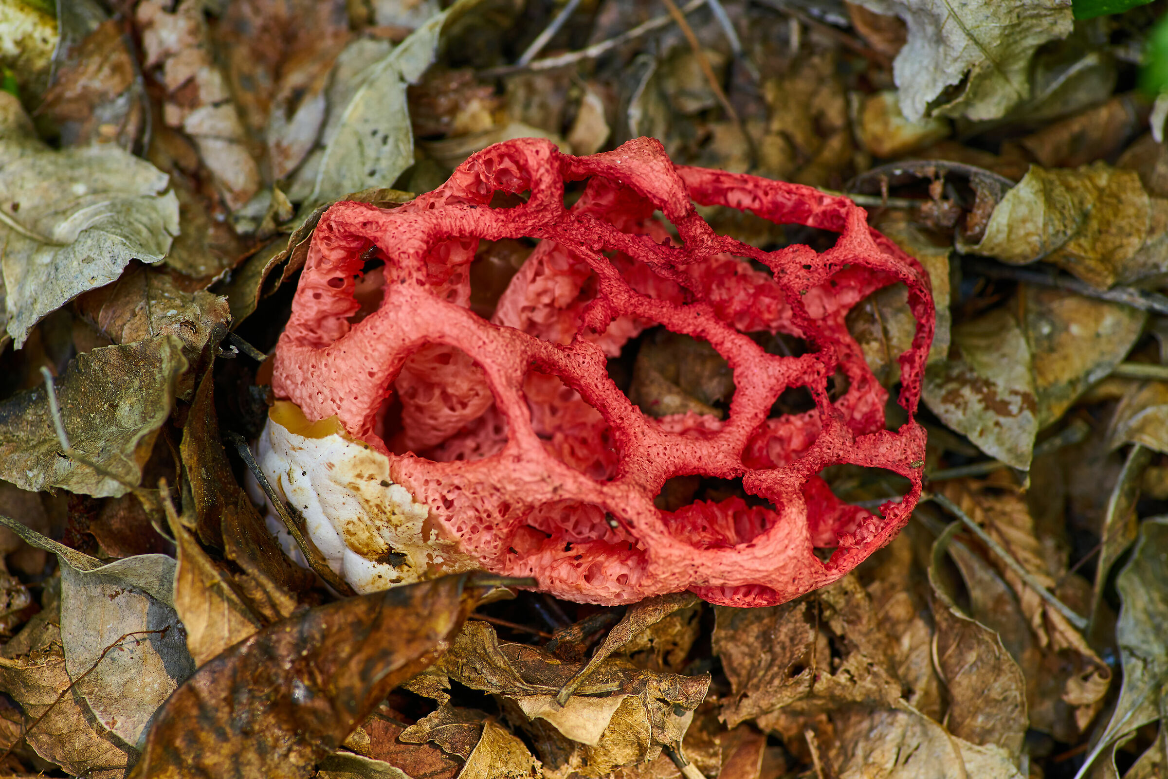 Clathrus ruber