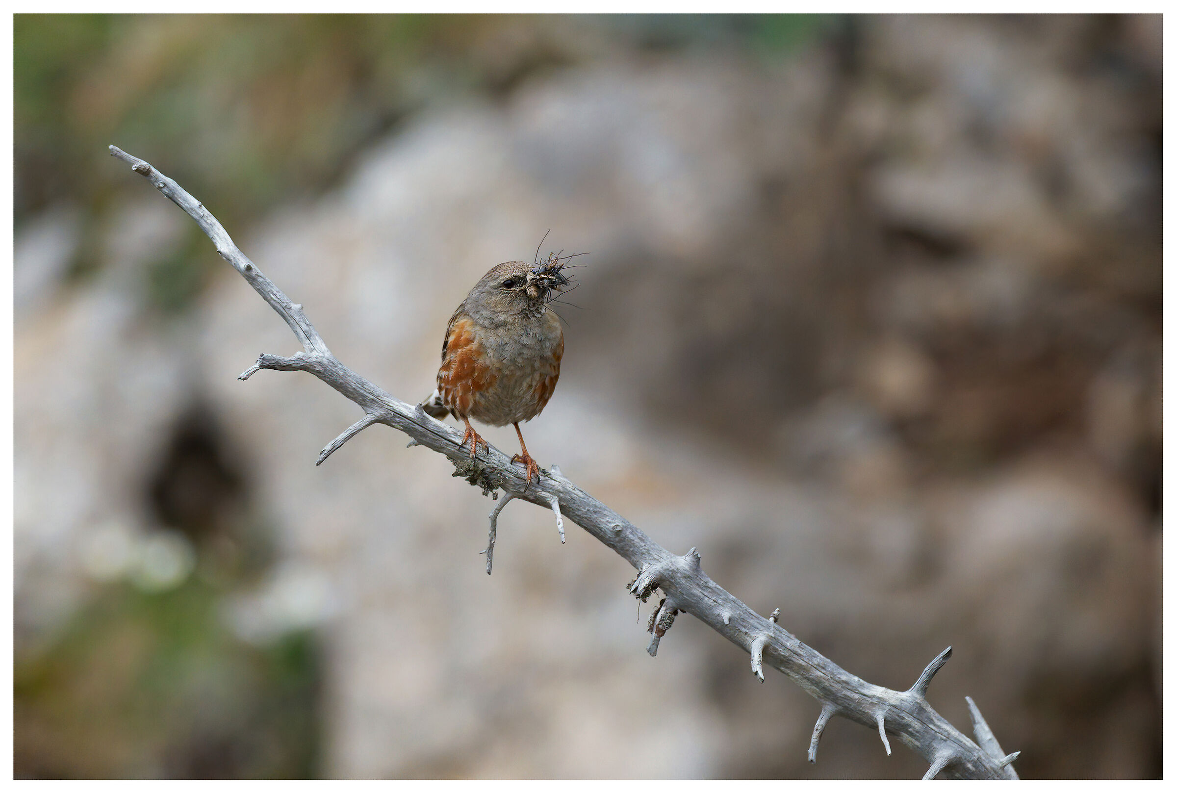 Sordone. Alpi carniche.
