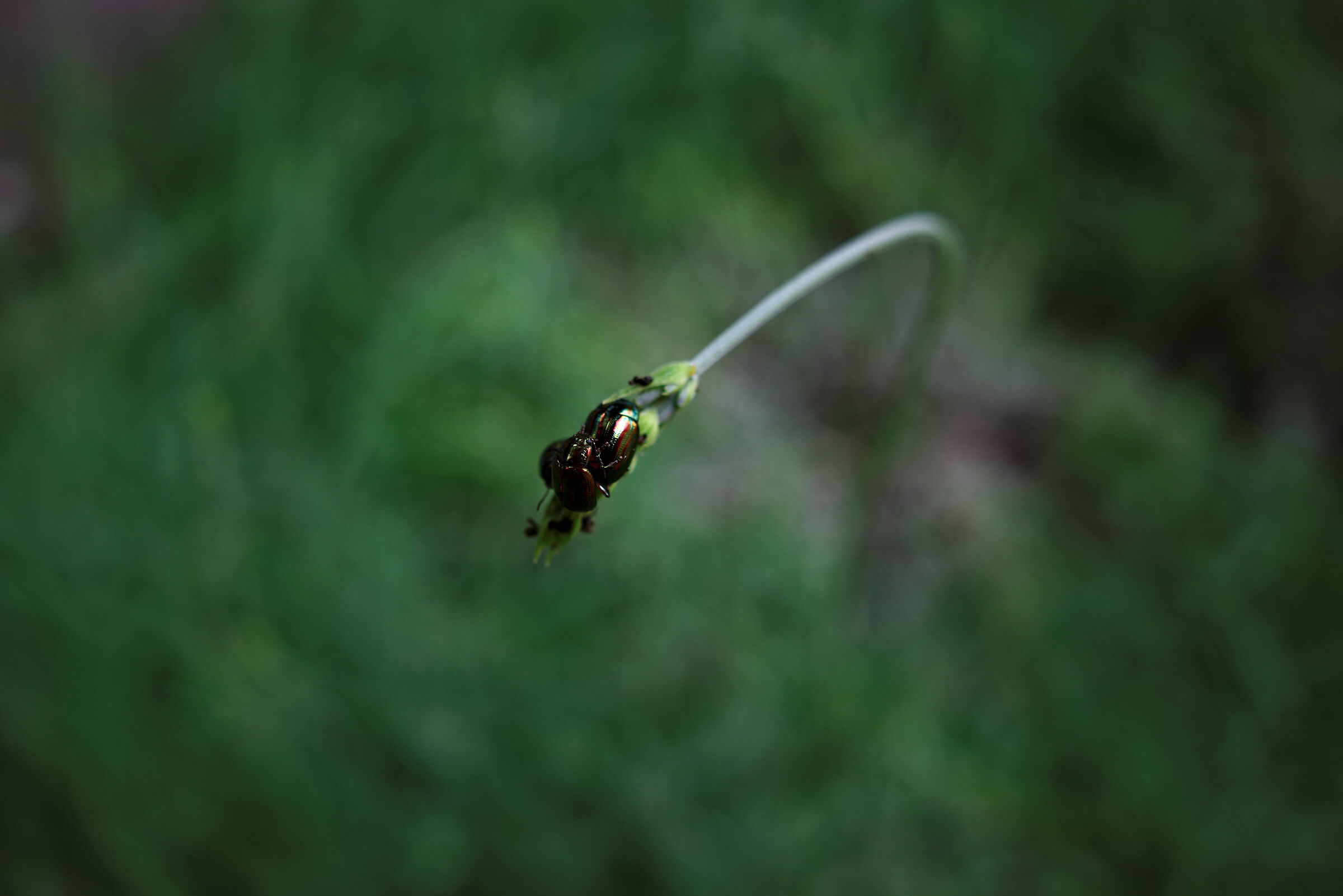 Zozzoni sulla mia lavanda ;-)