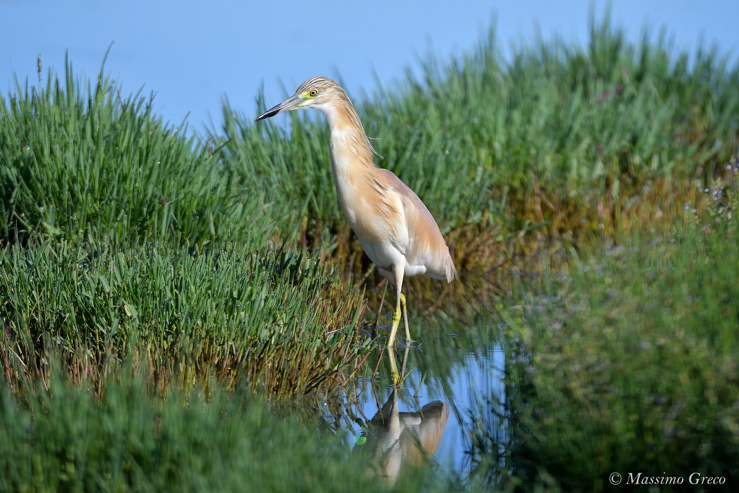 The elegance of the tufted Sgarza