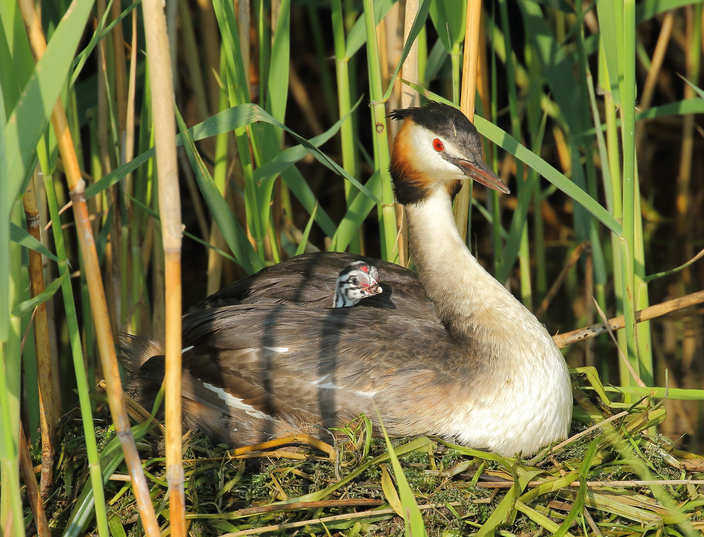 Svasso maggiore con pullo