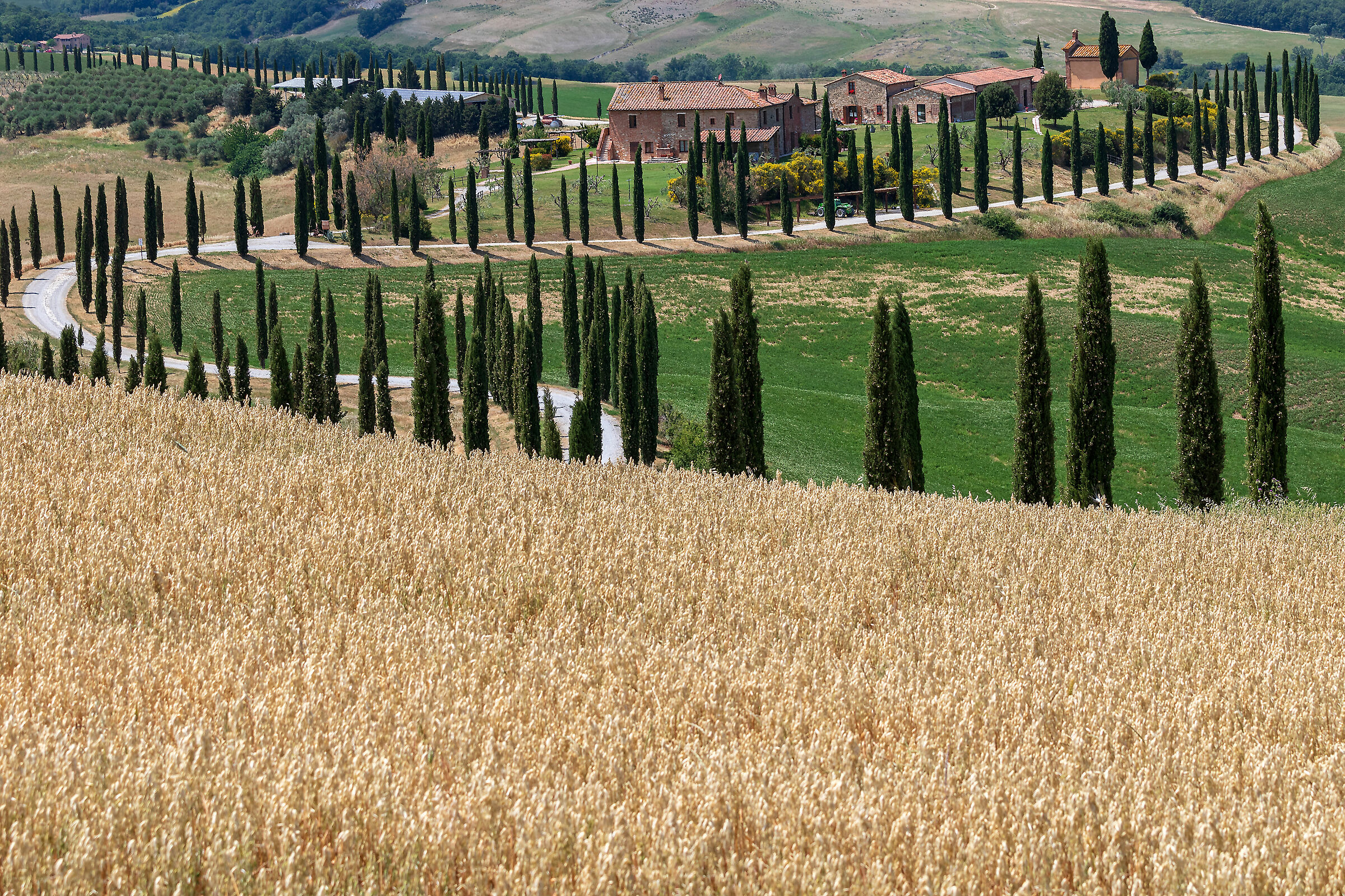 Baccoleno crete senesi