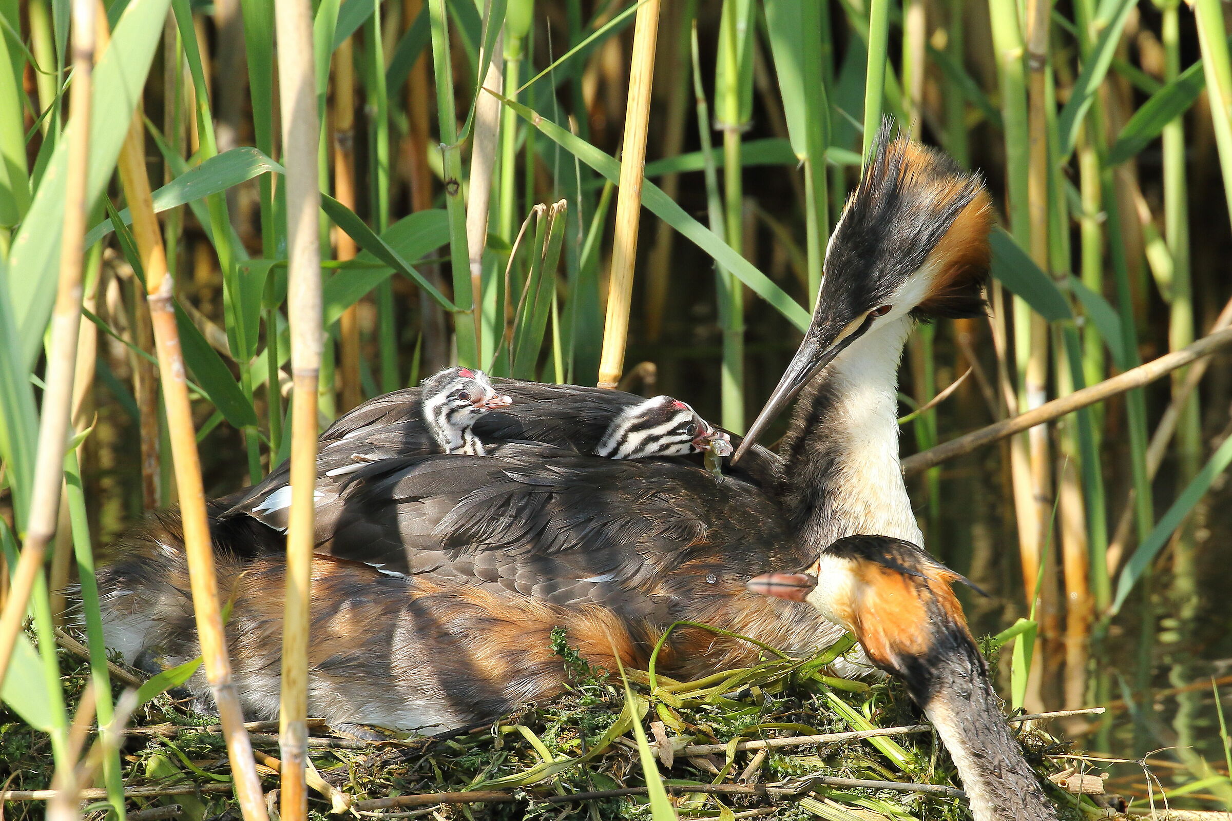 Svasso maggiore con pulli