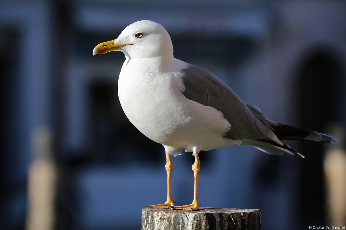 Seagull Chioggia