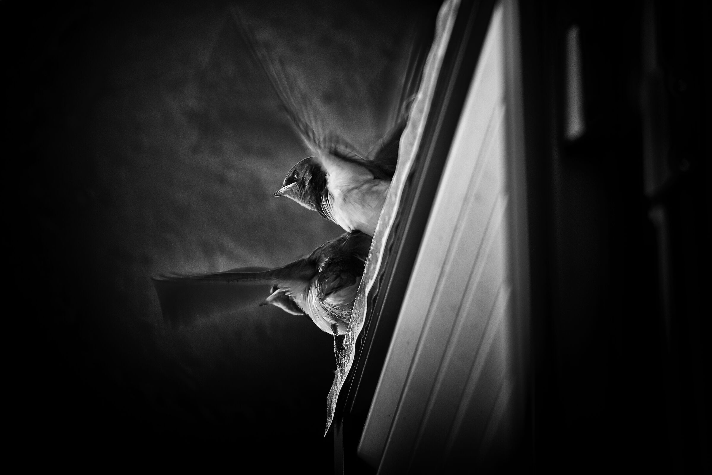 Swallows
