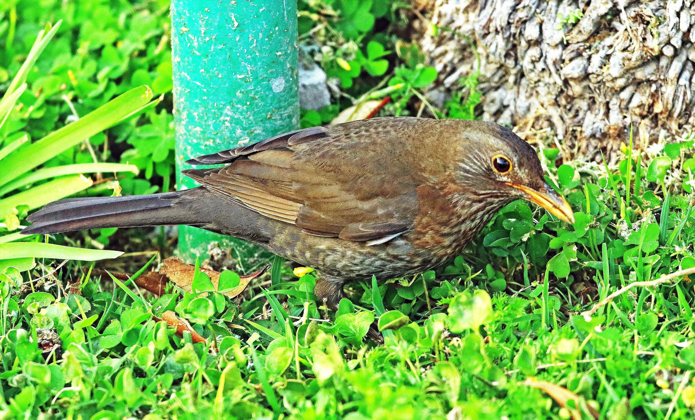 Merlo femmina a terra