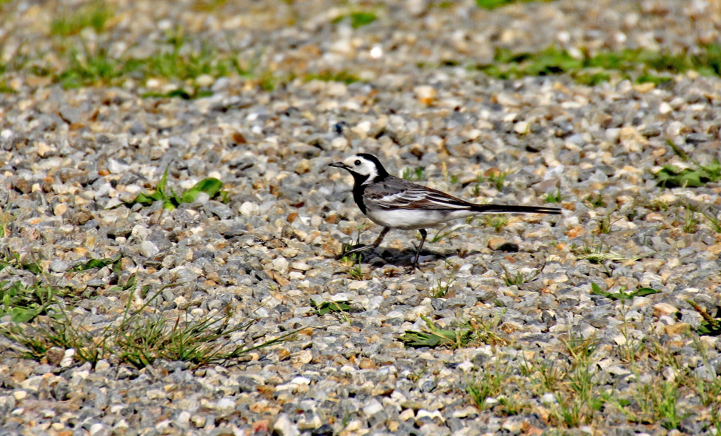 Ballerina bianca (Alto Adige)