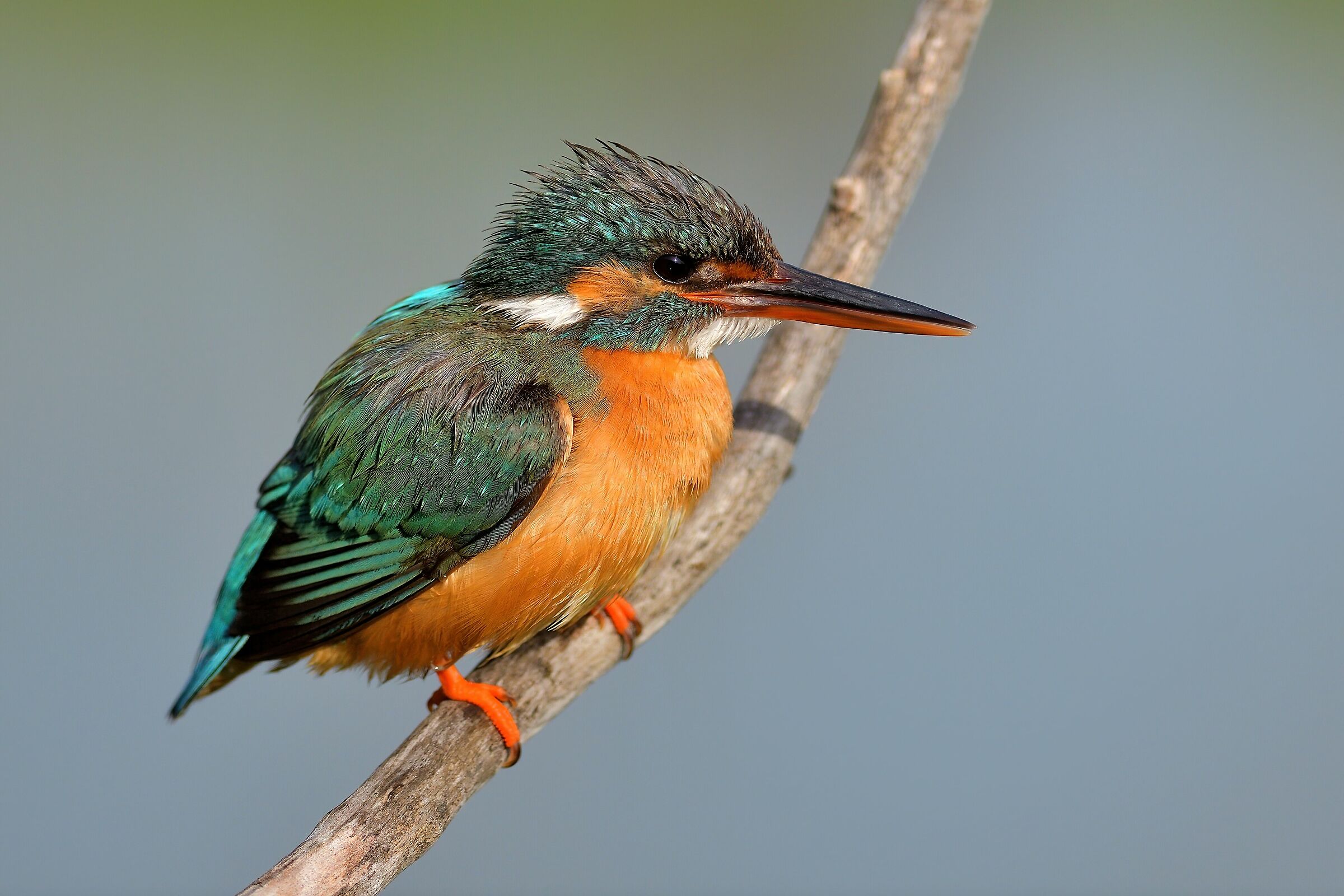 Kingfisher