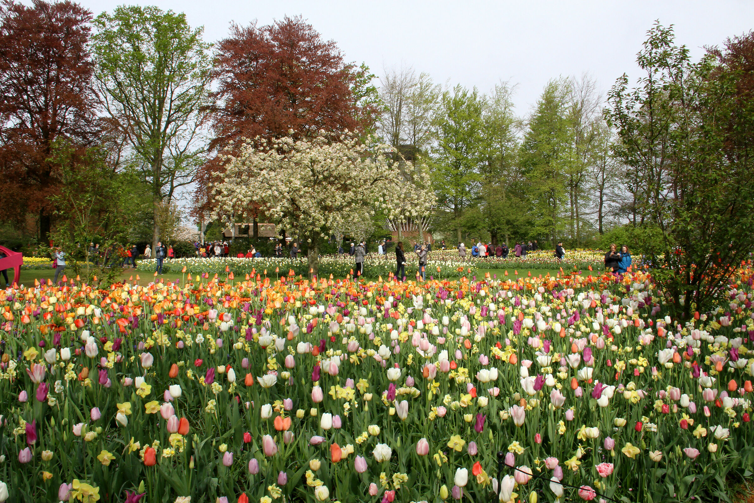 Parco Keukenhof, vicino alla città di Lisse, Olanda