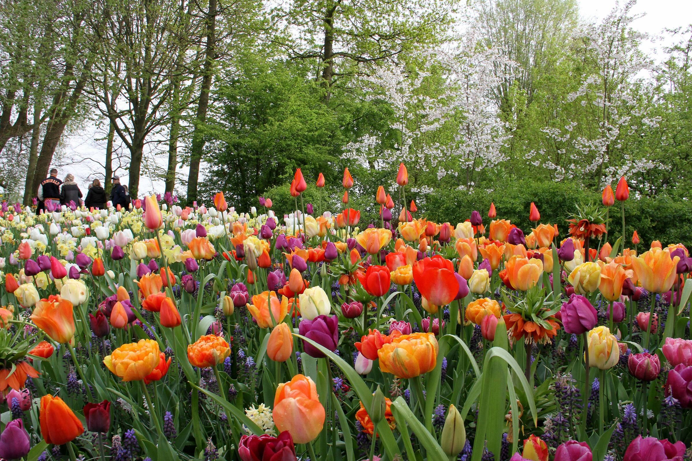 Parco di Keukenhof, vicino alla città di Lisse, Oland...