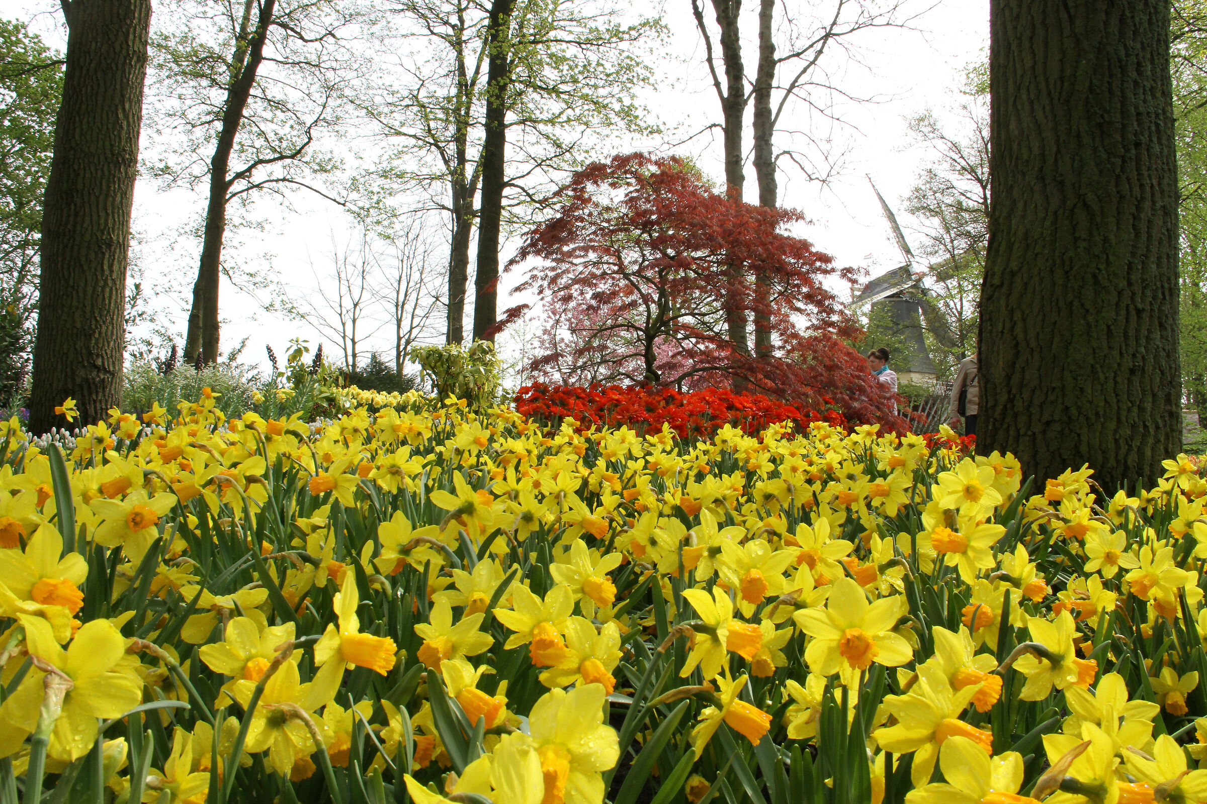 Parco Keukenhof, vicino alla città di Lisse, Olanda