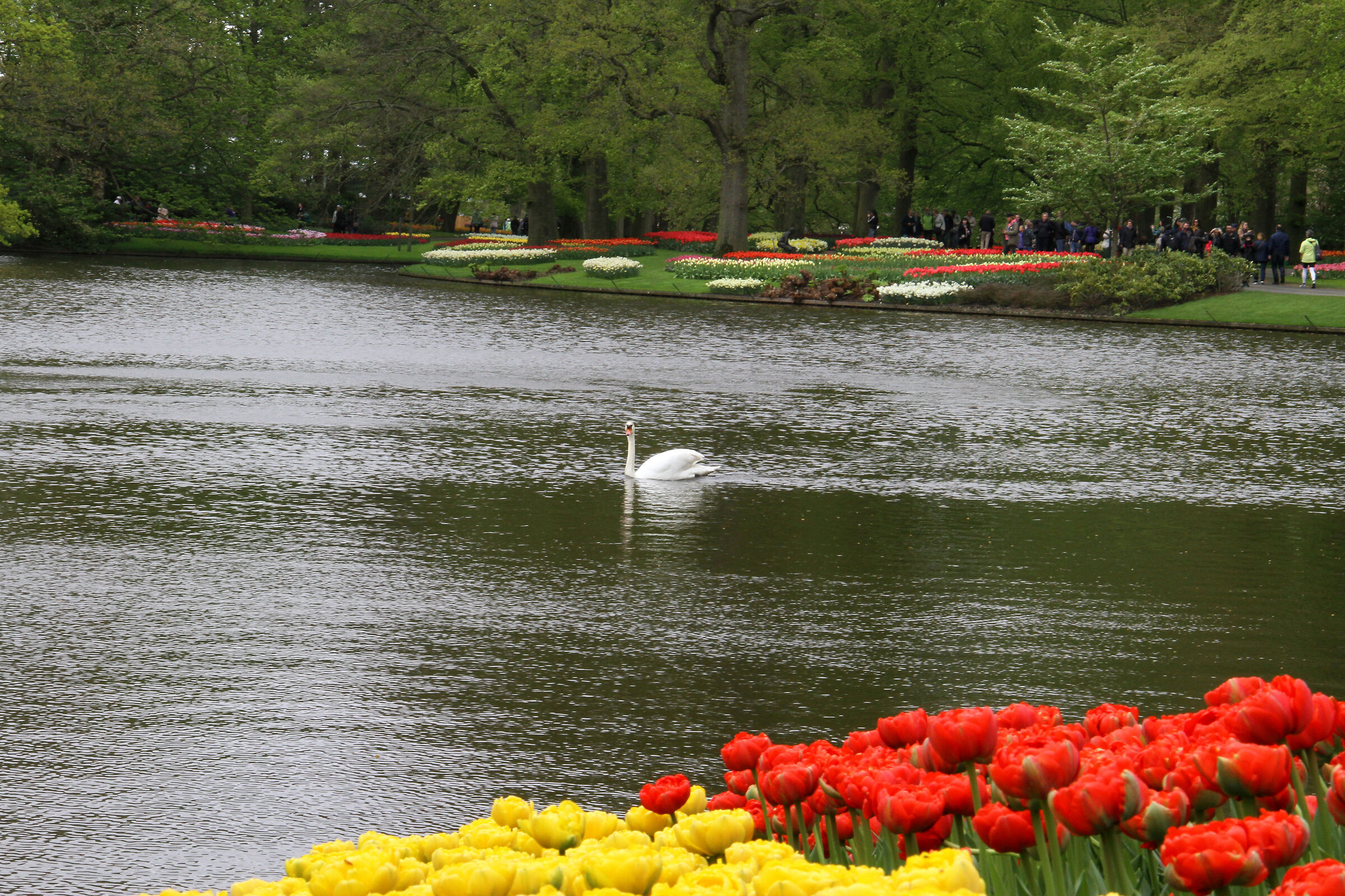 Parco Keukenhof, vicino alla città di Lisse, Olanda