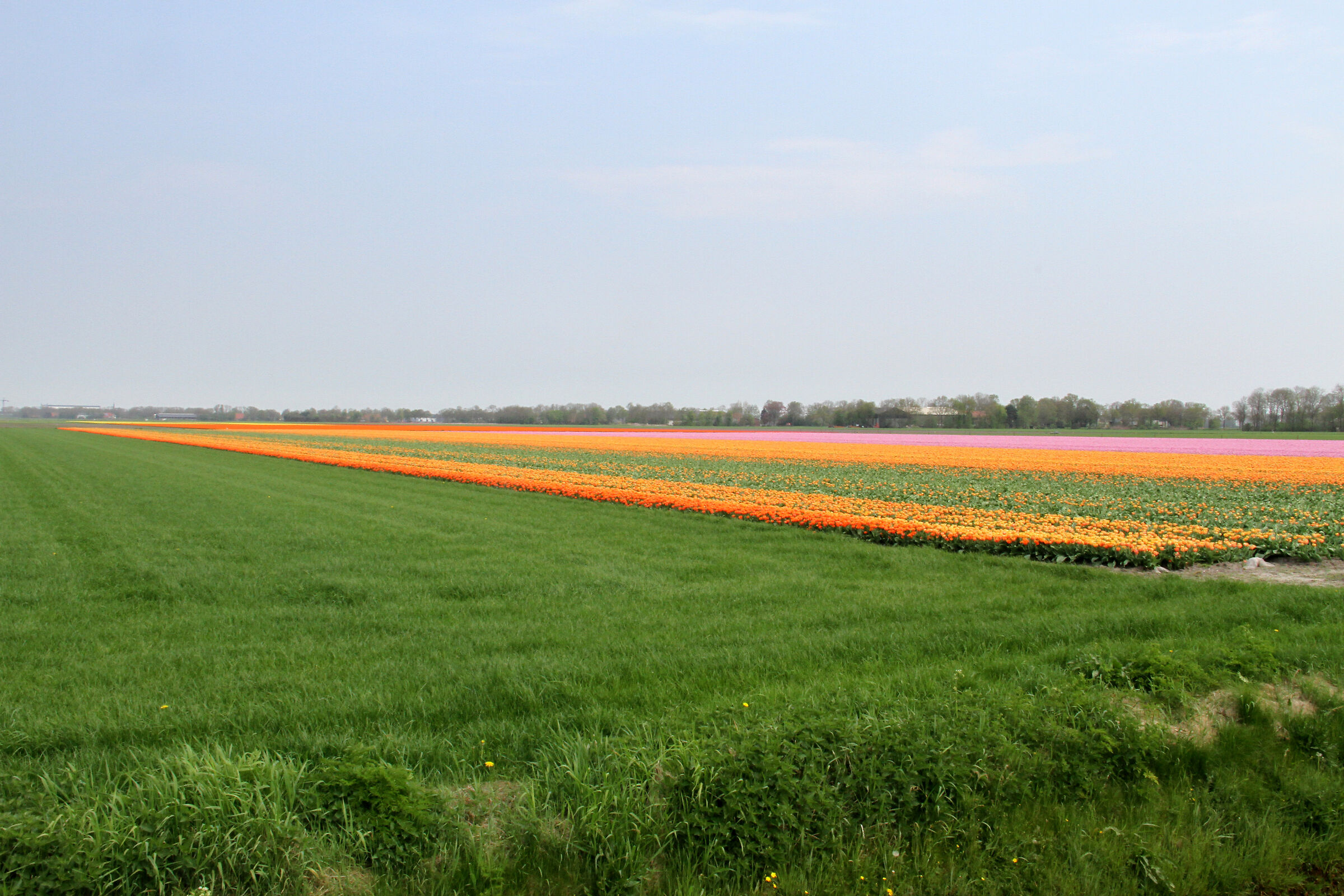 Coltivazione di tulipani nel Flevoland, Olanda