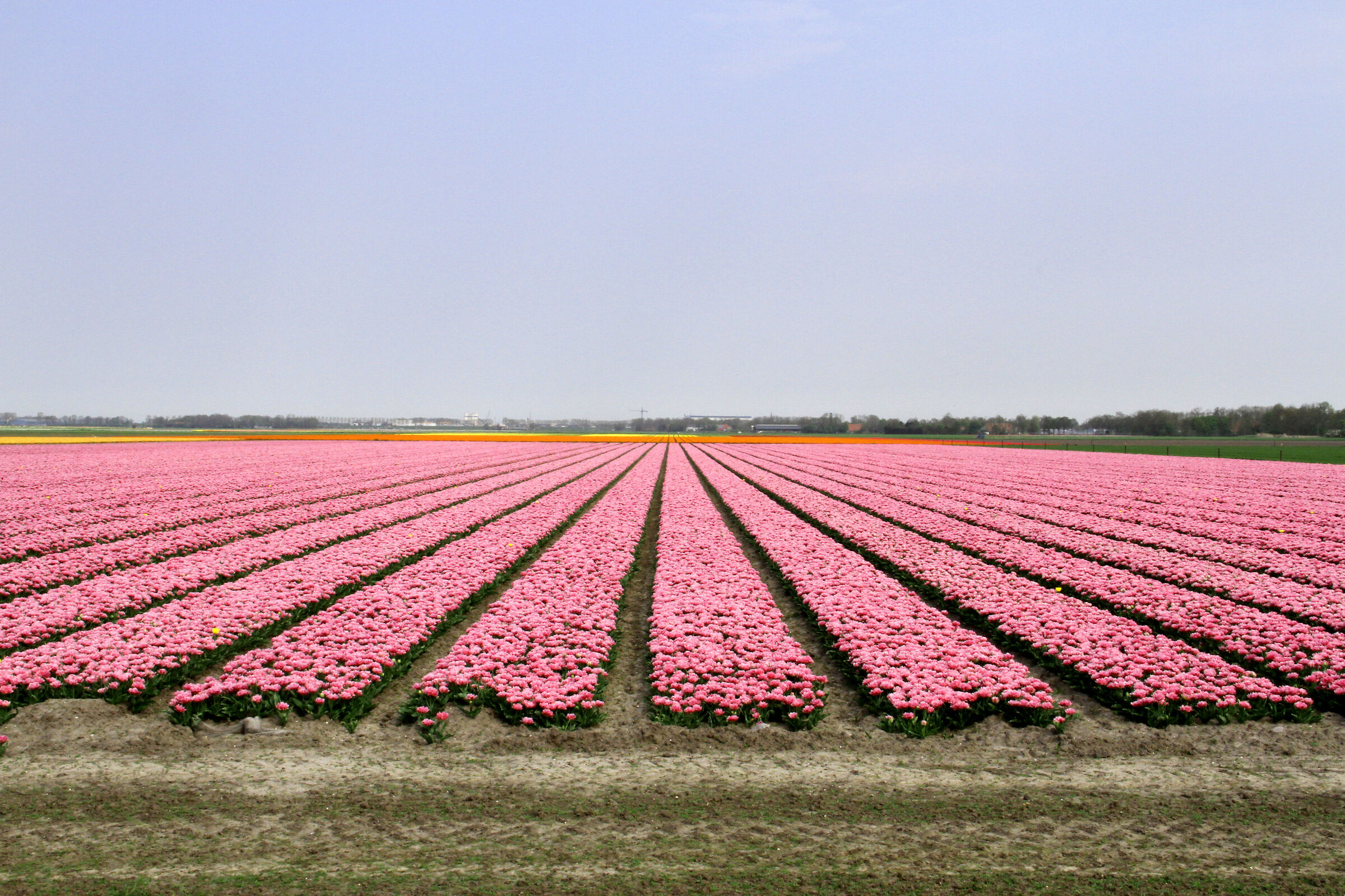 Coltivazione di tulipani nel Flevoland, Olanda