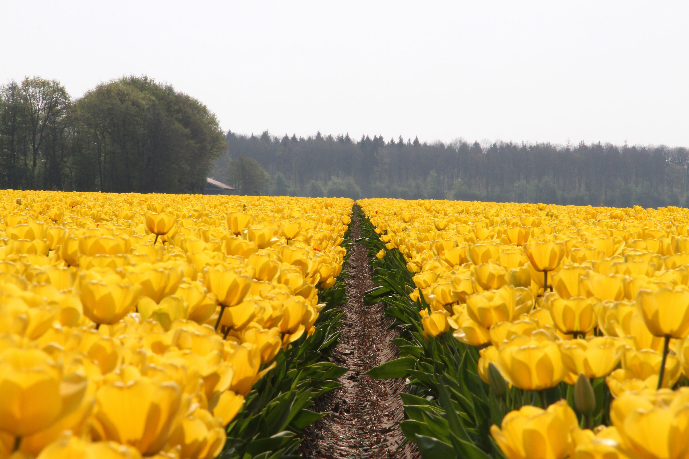 Coltivazione di tulipani nel Flevoland, Olanda