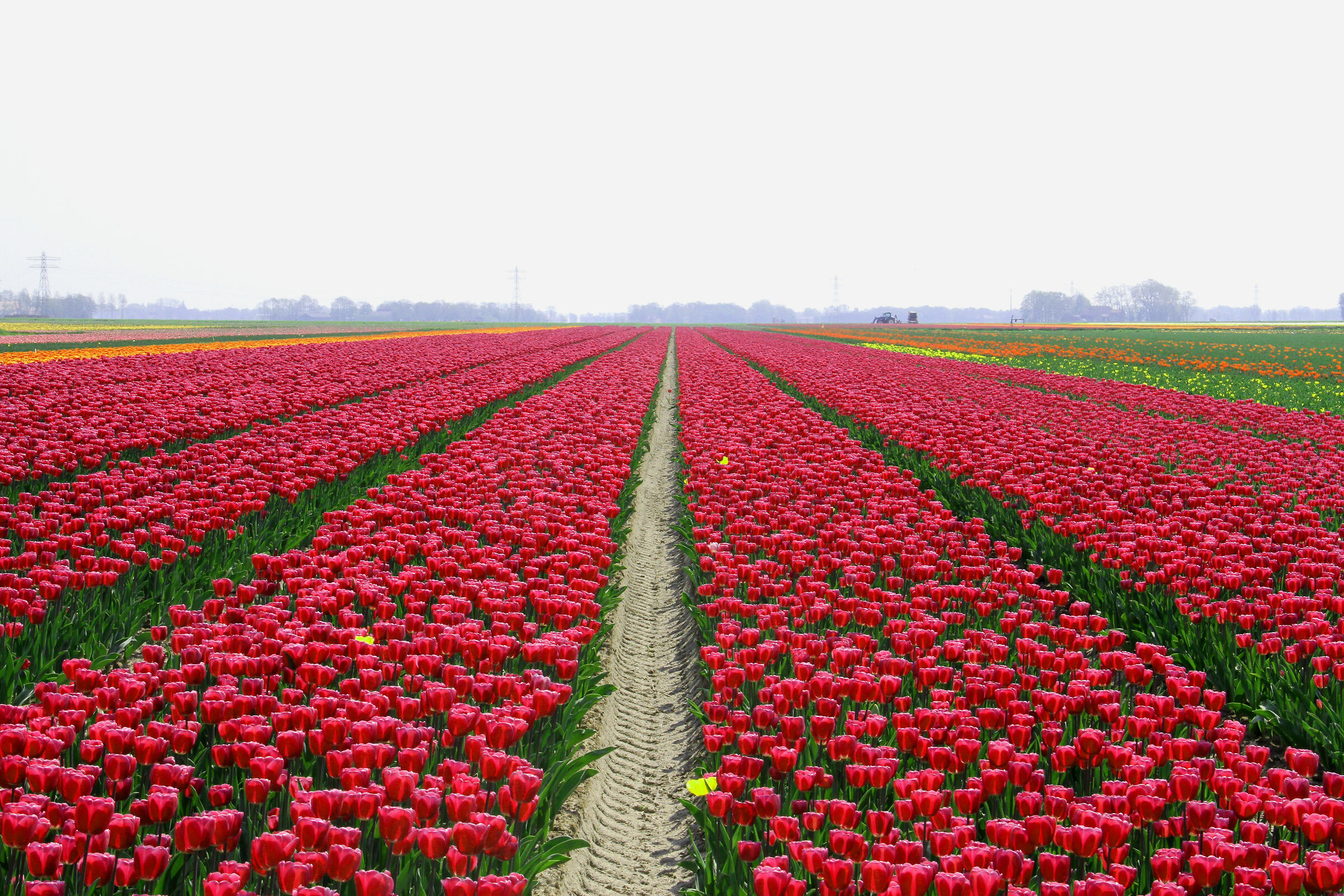 Coltivazione di tulipani nel Flevoland, Olanda