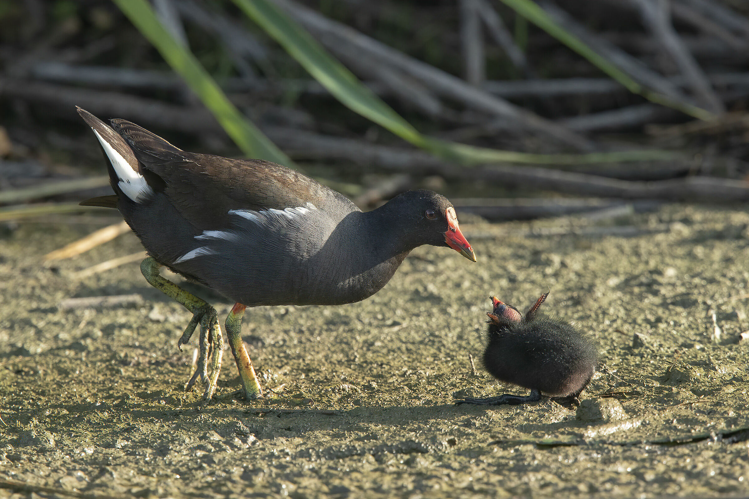 Water hen with Pullo