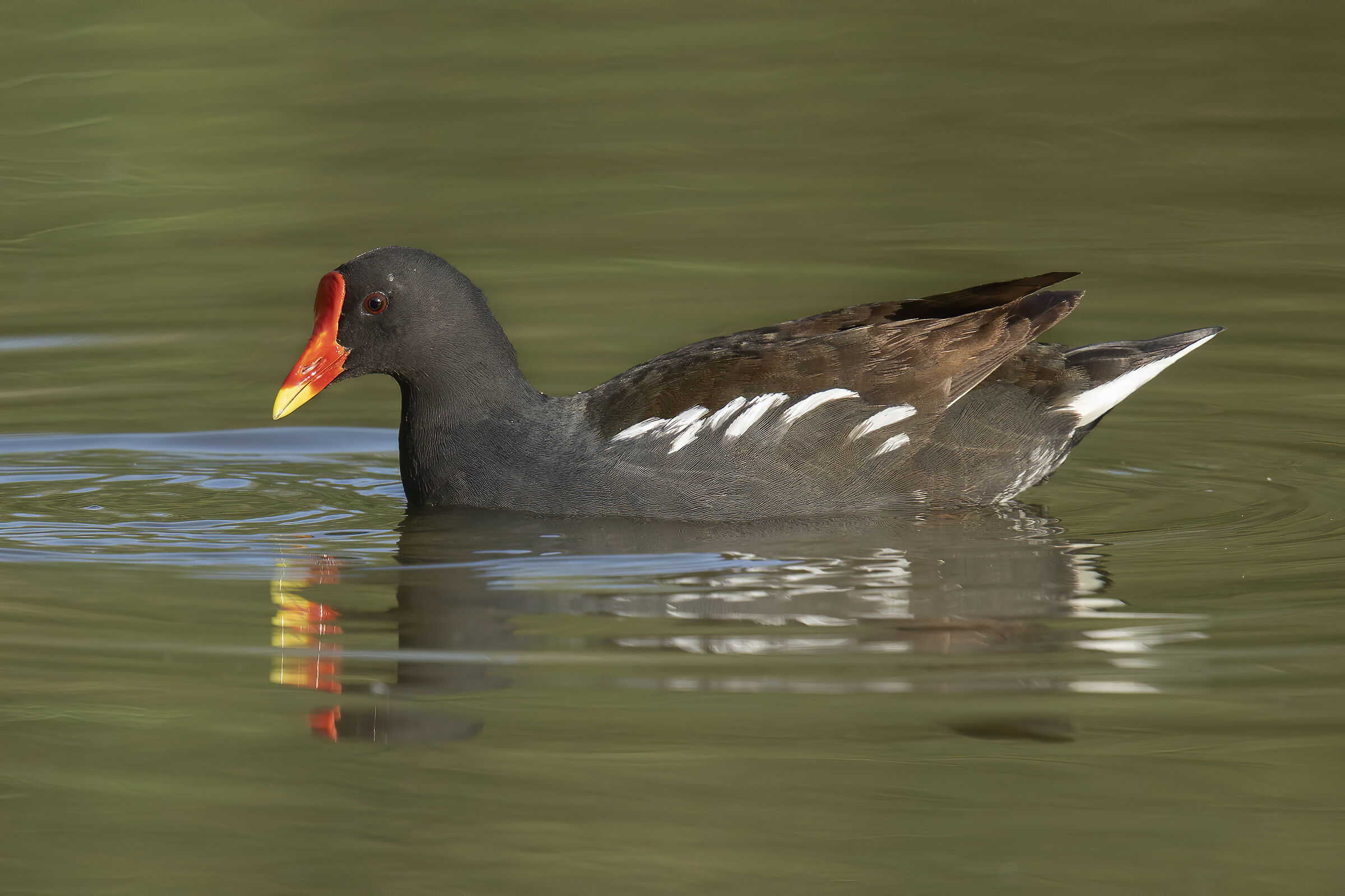 Water hen