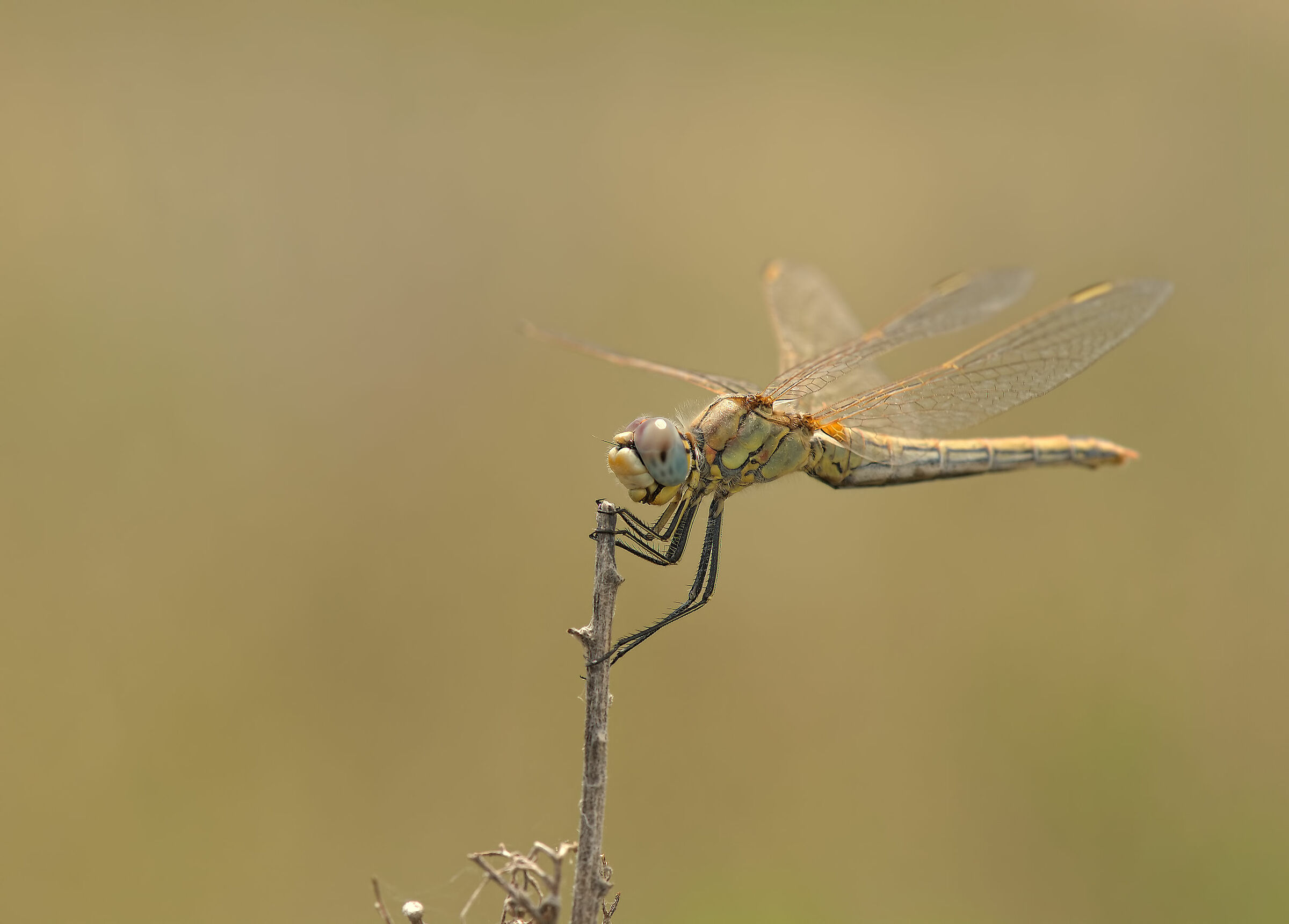 Libellula