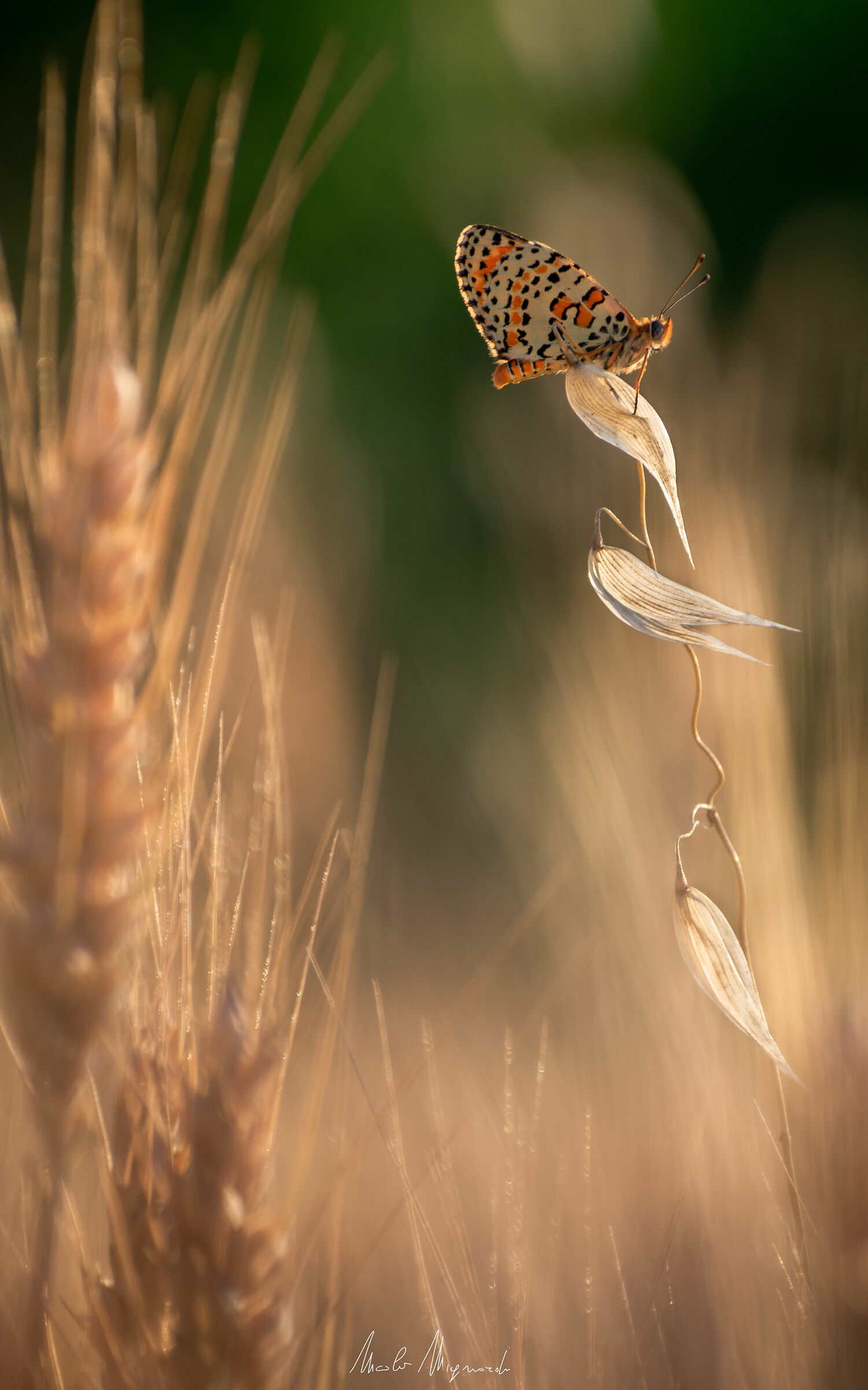 Melitaea didyma