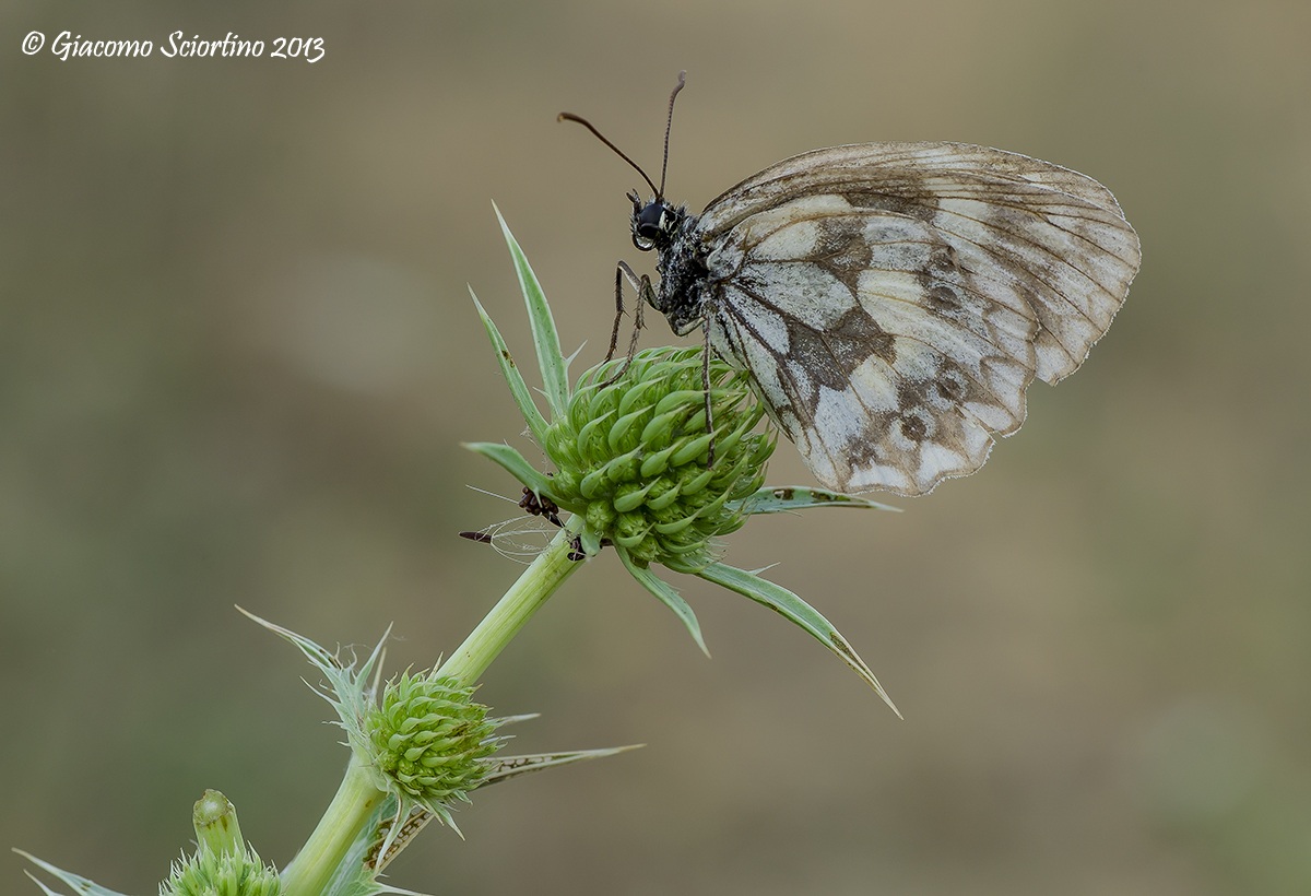 Melanargia Galathea