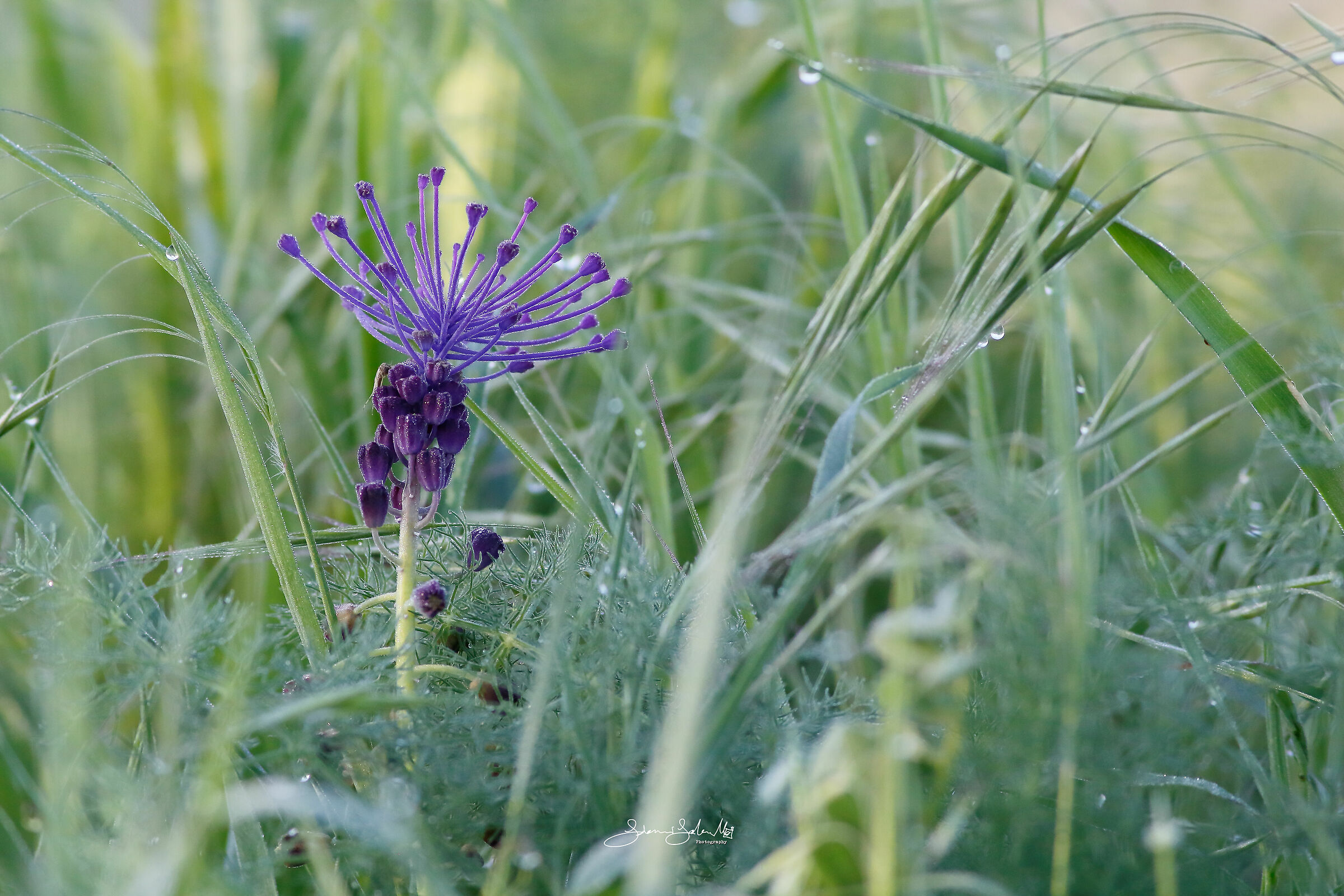 Purple drops (Leopoldia comosa, Linnaeus, 1758)