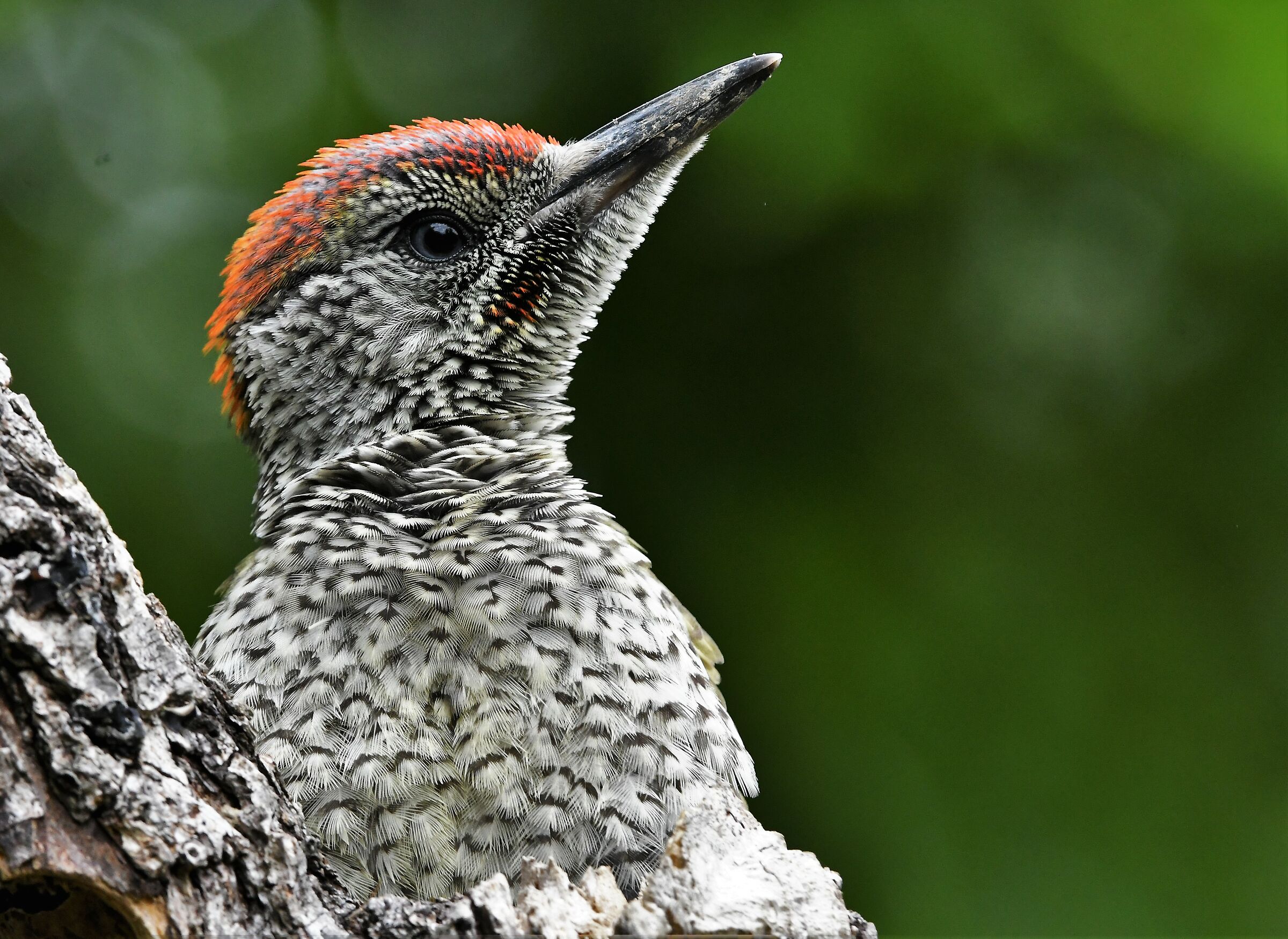 Giovane di Picchio verde