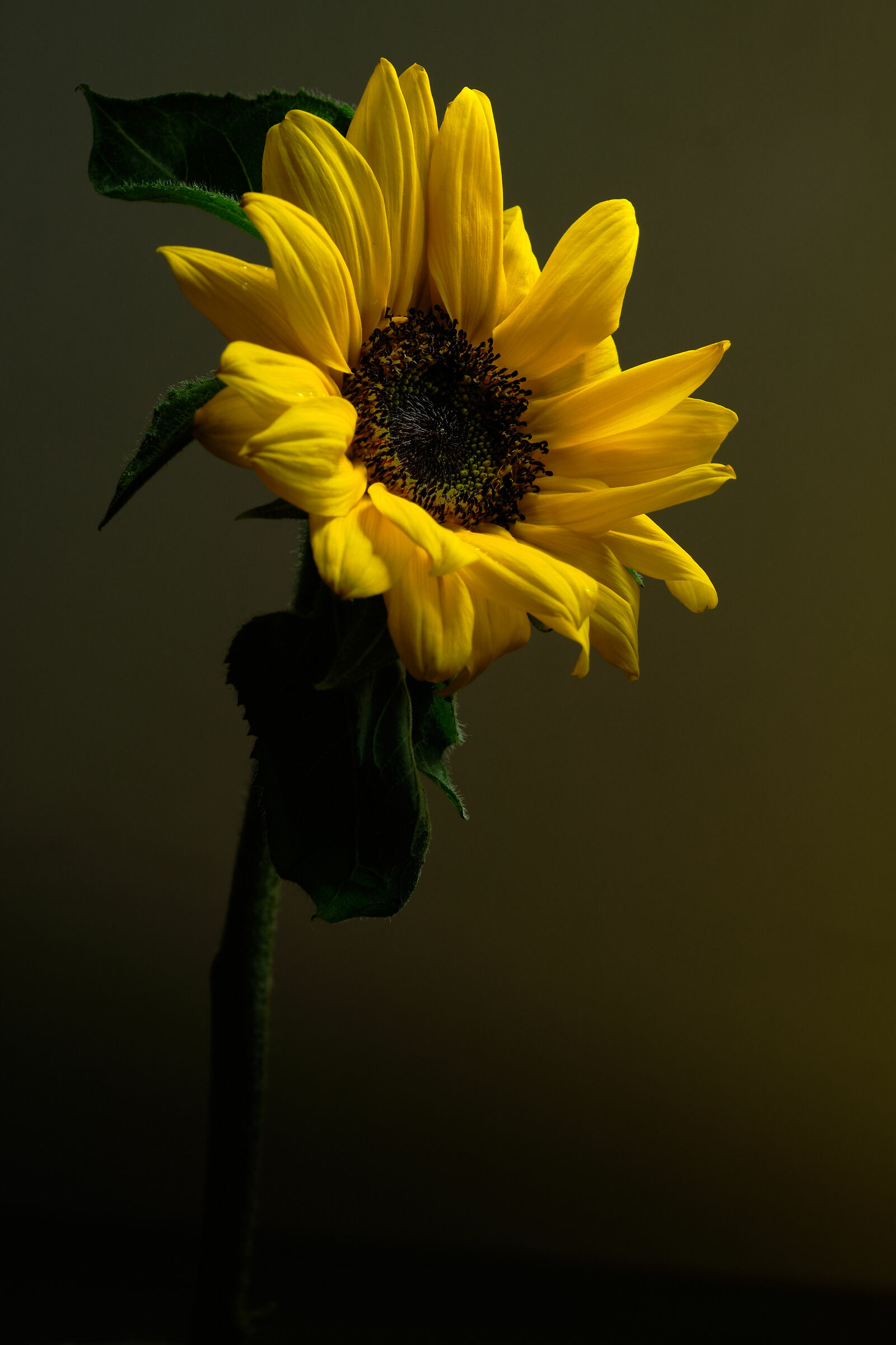 Girasole in lockdown