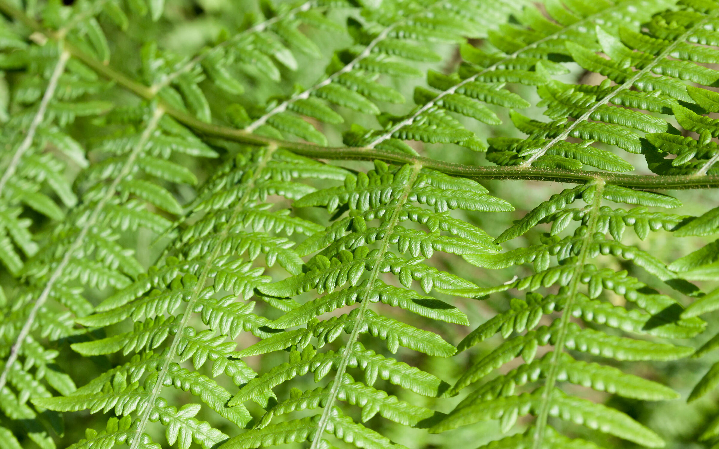 Detail of Fern
