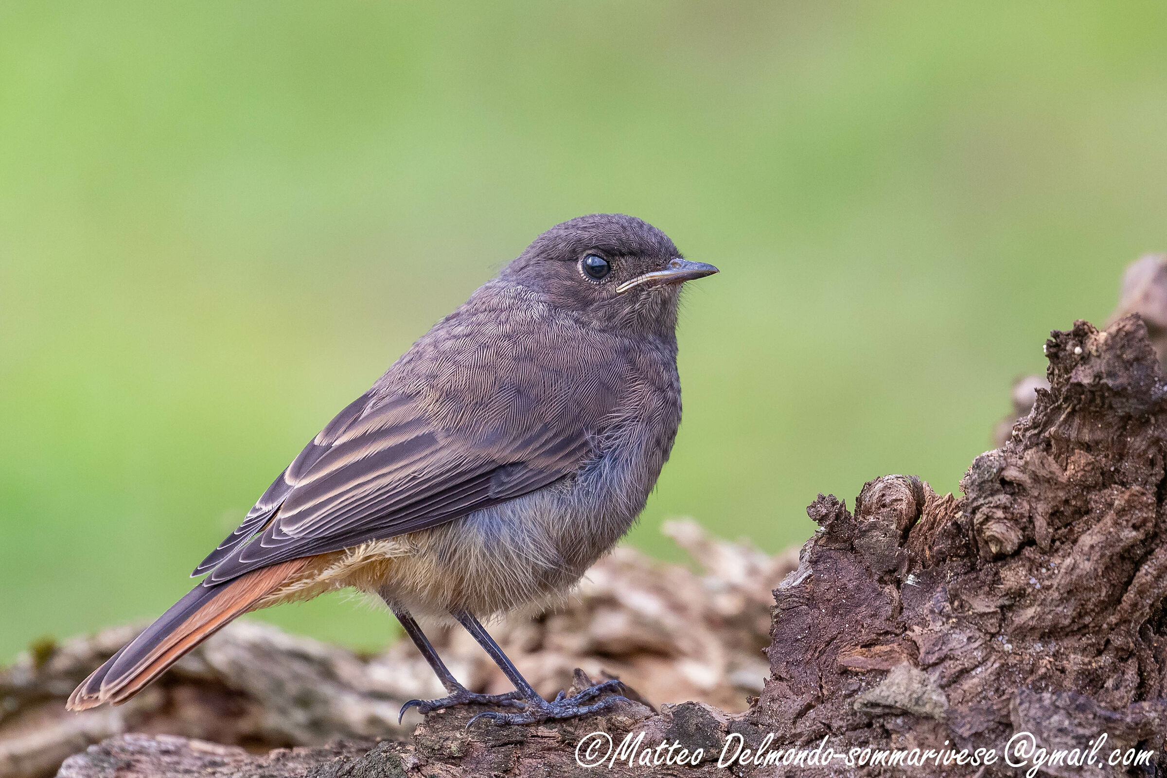 Codirosso spazzacamino - giovane