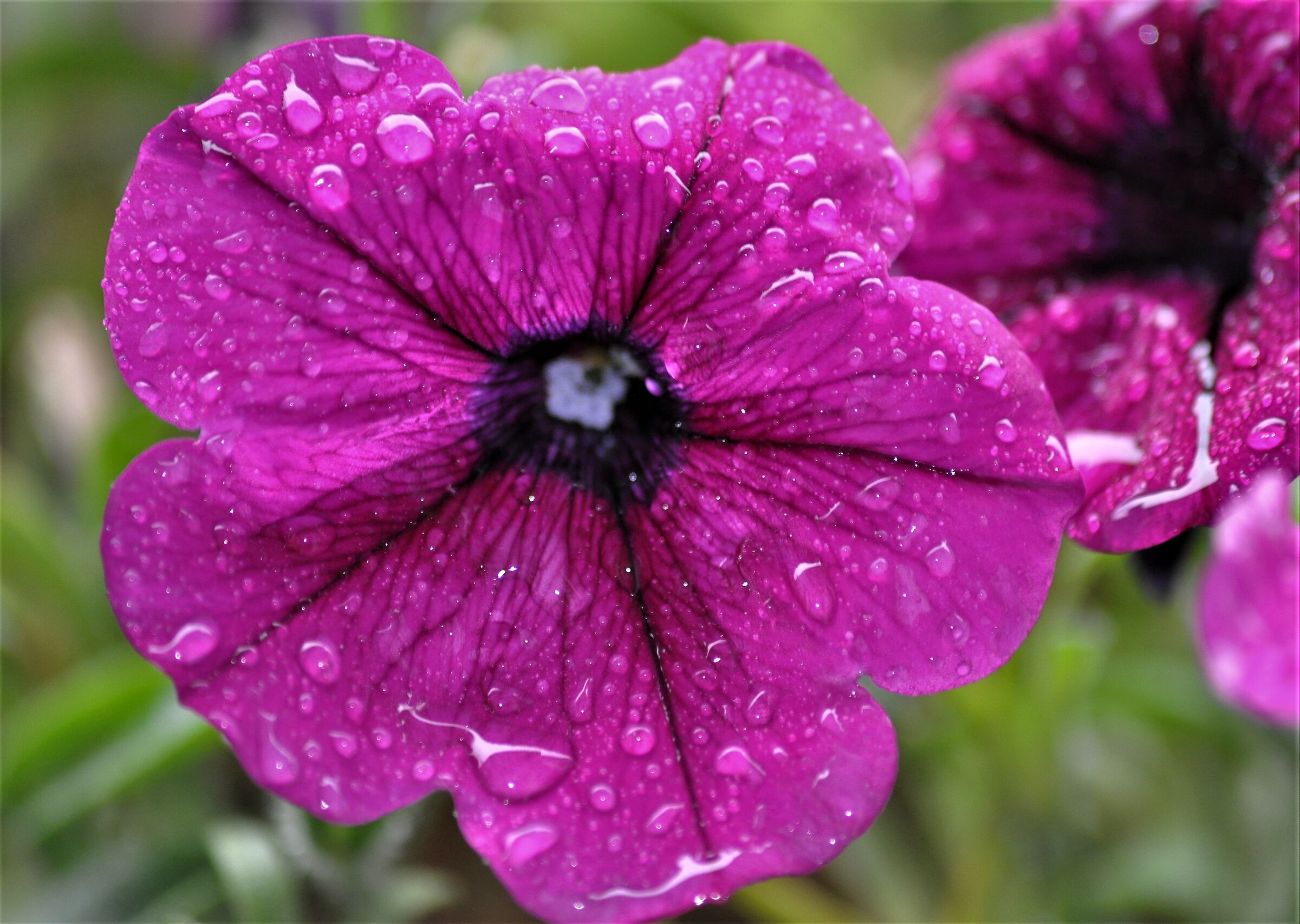 ..oggi solo pioggia..