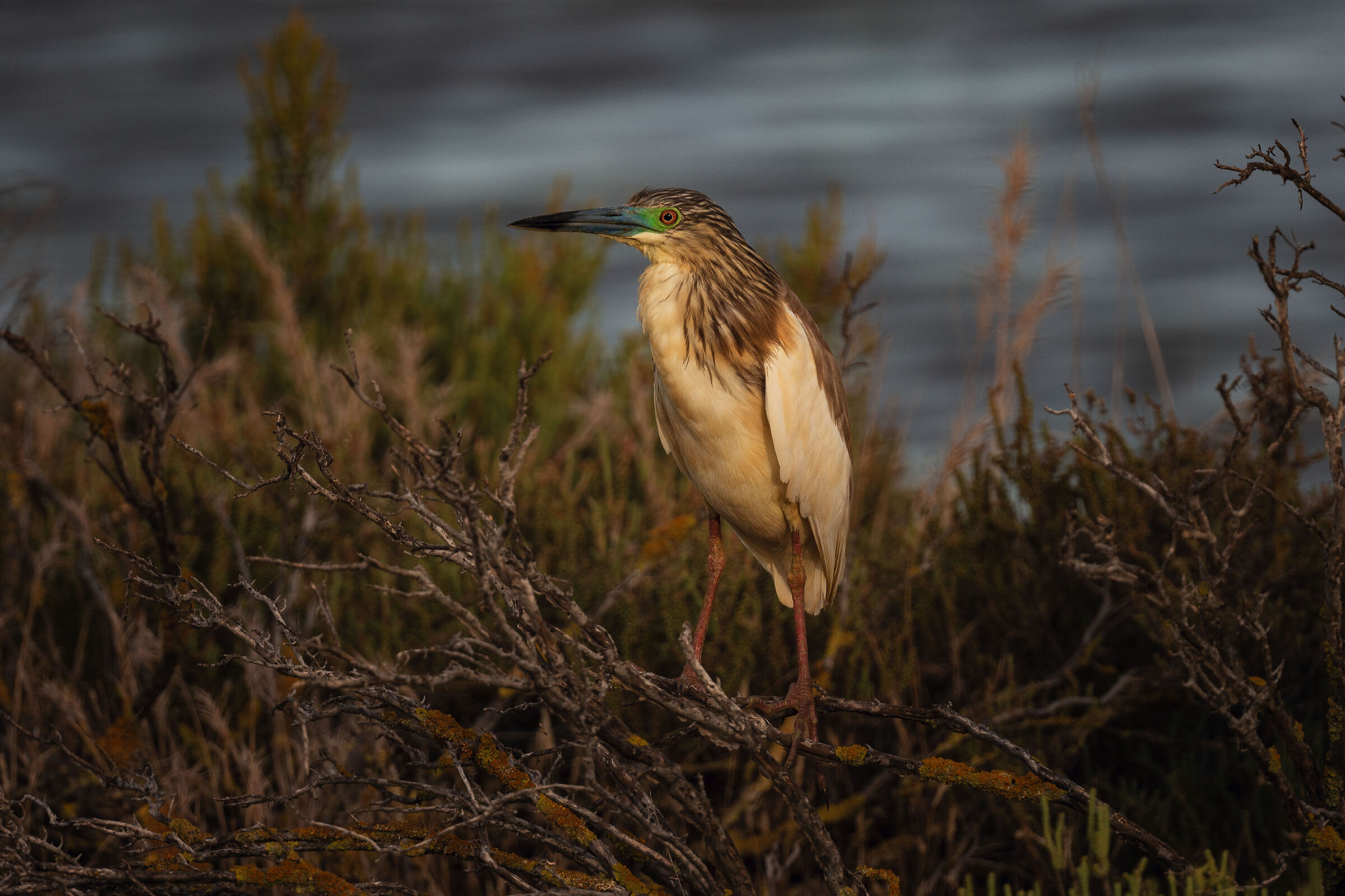 flamboyant at sunset