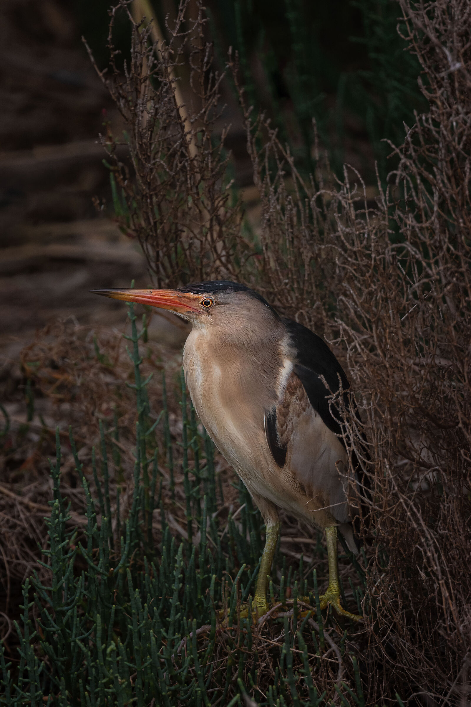 foreground in the dim light