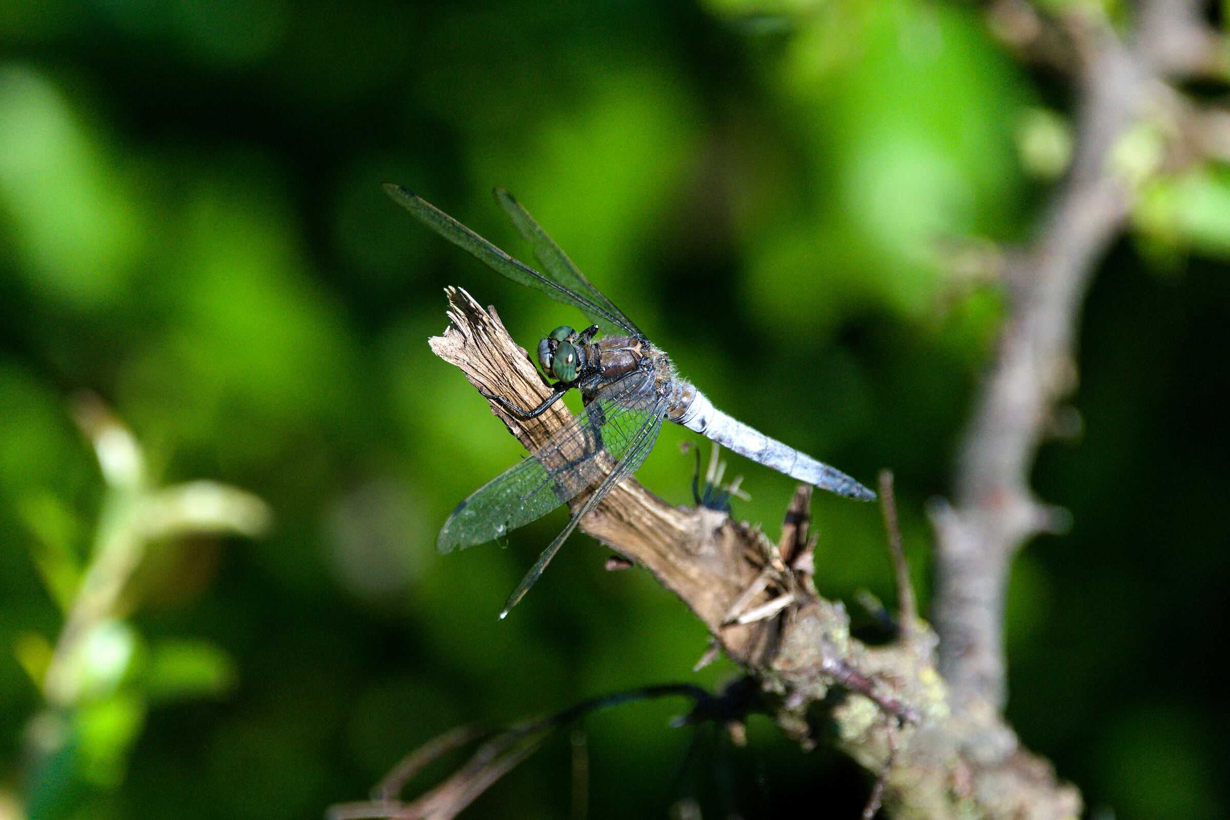 Libellula