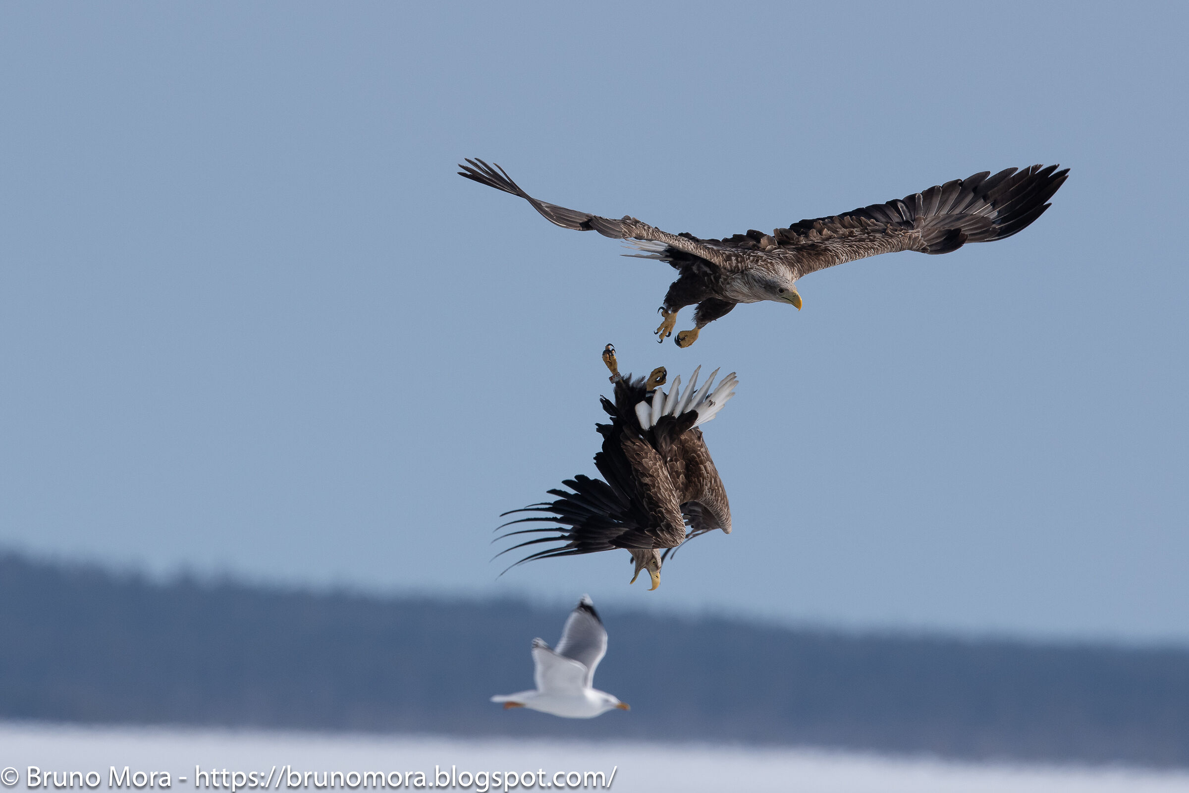 Aquila in picchiata