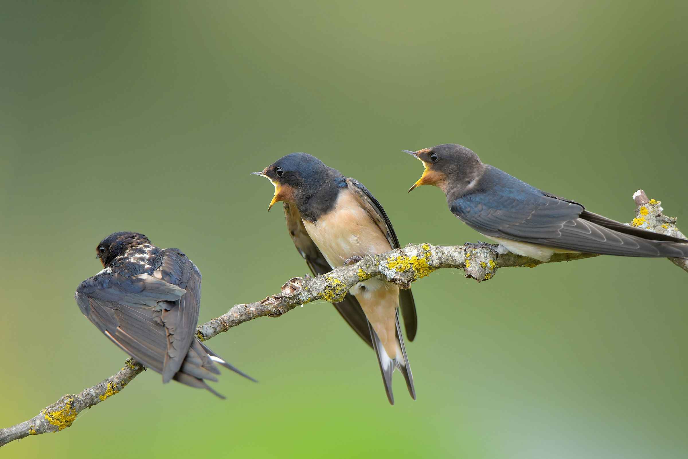 Swallows and education of children