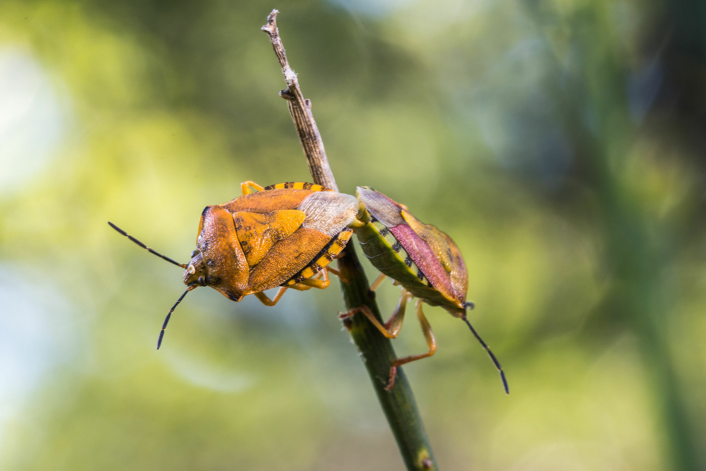 effetto.....primavera