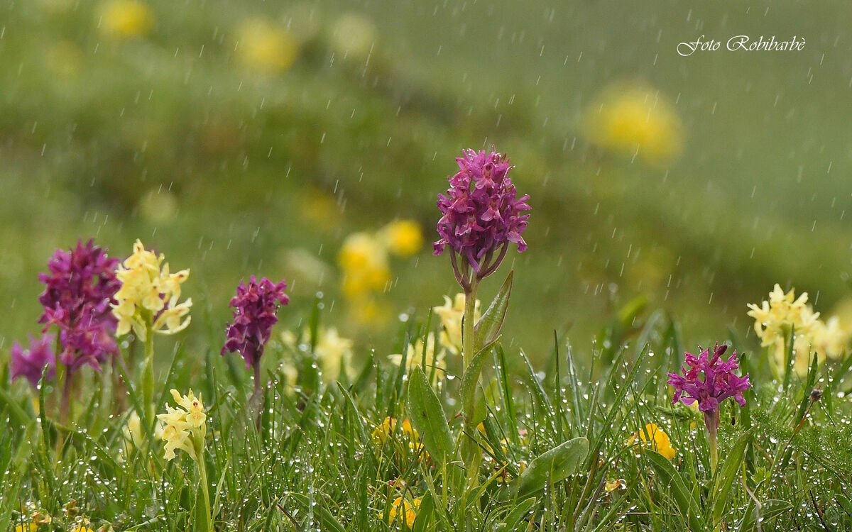 Pioggia di Primavera...