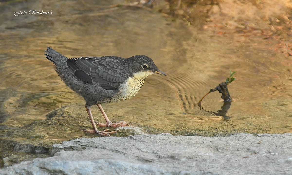 Un giovane Acquaiolo...