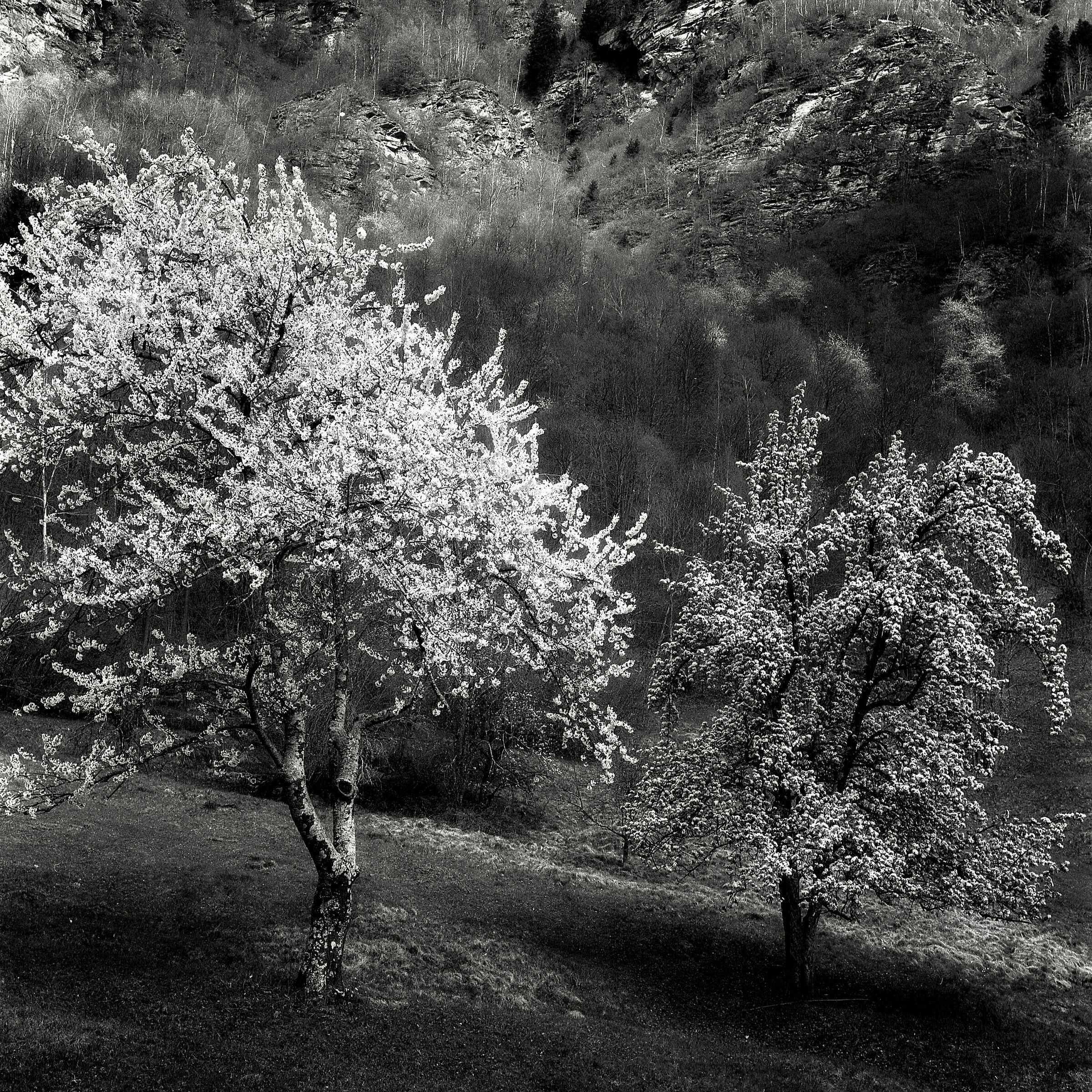 Il ciliegio e il piccolo pero.