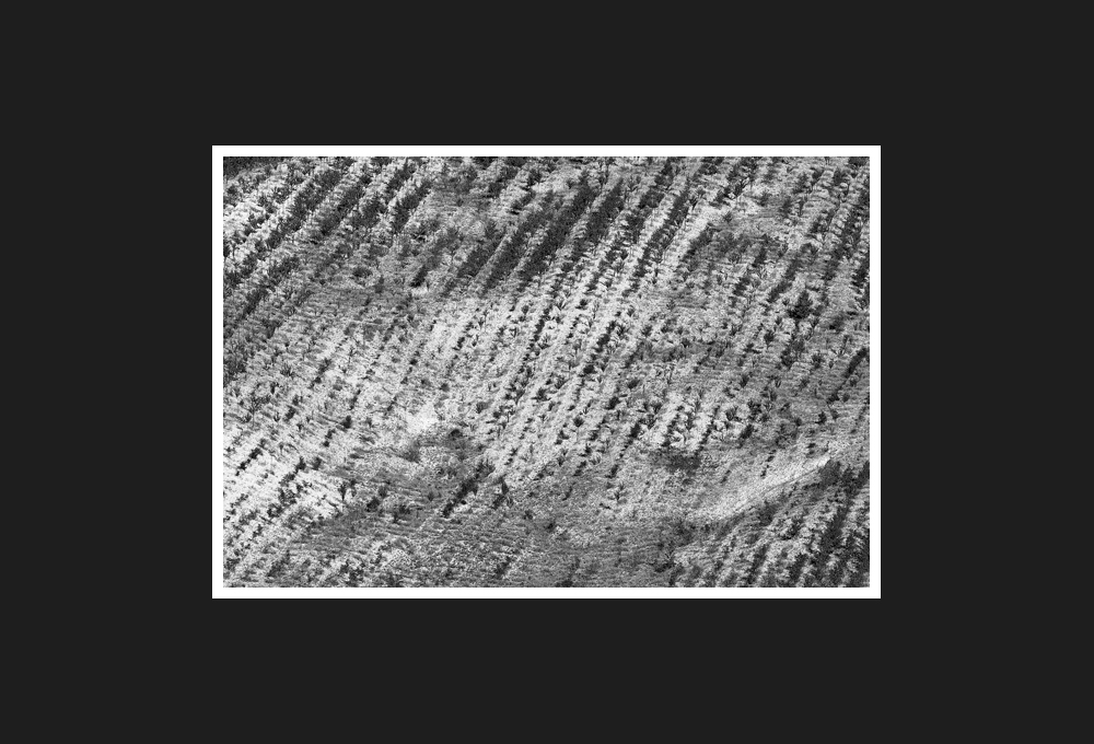 terra di molise, 2008