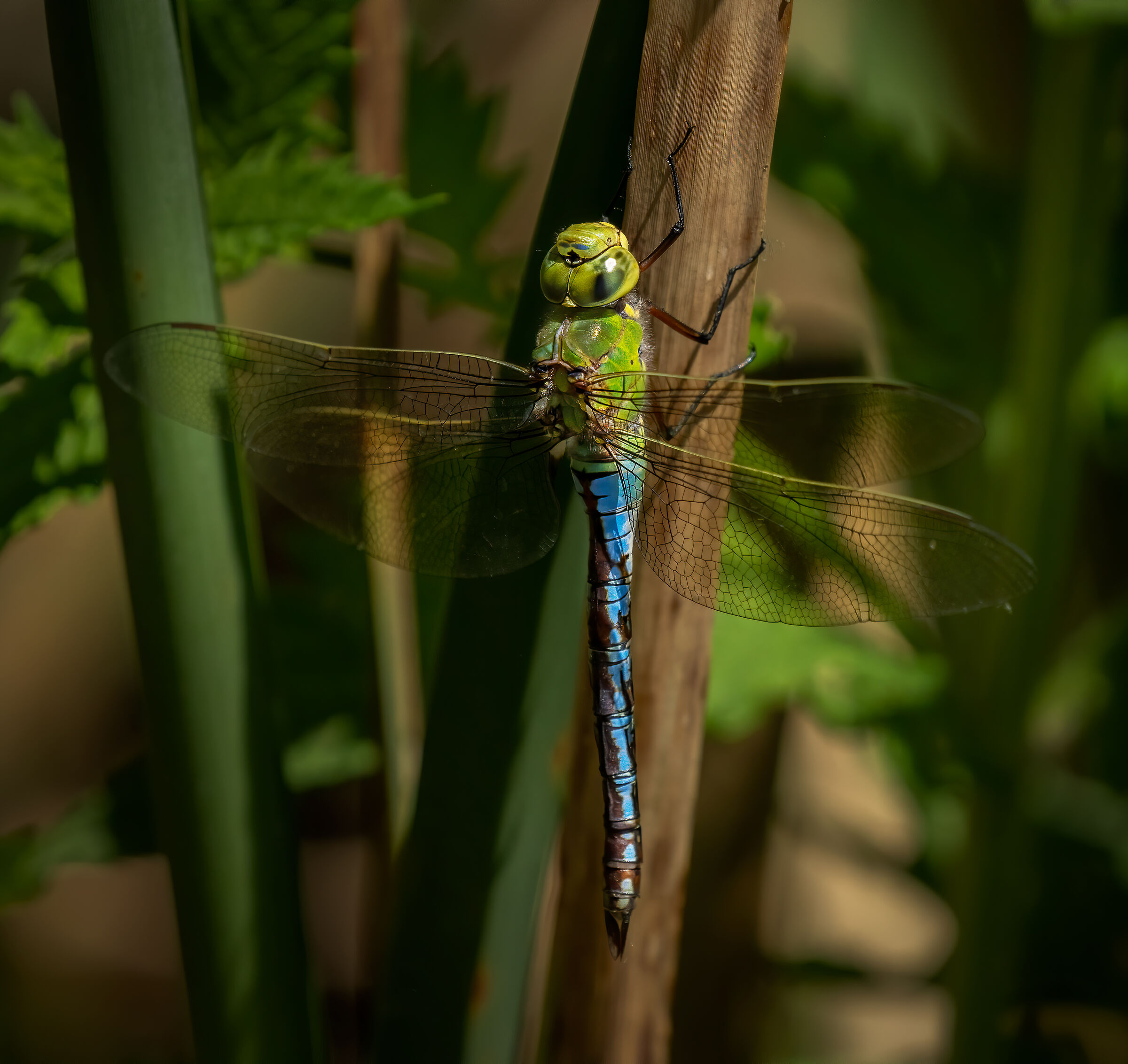 Dragonfly